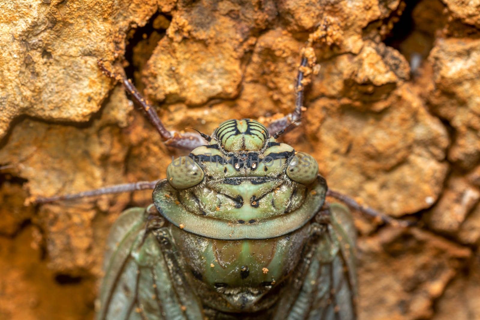 Yanga heathi, Cicada in superfamily, the Cicadoidea, insect in the order Hemiptera (true bugs) in the suborder Auchenorrhyncha,Tsingy de Bemaraha, Madagascar wildlife animal