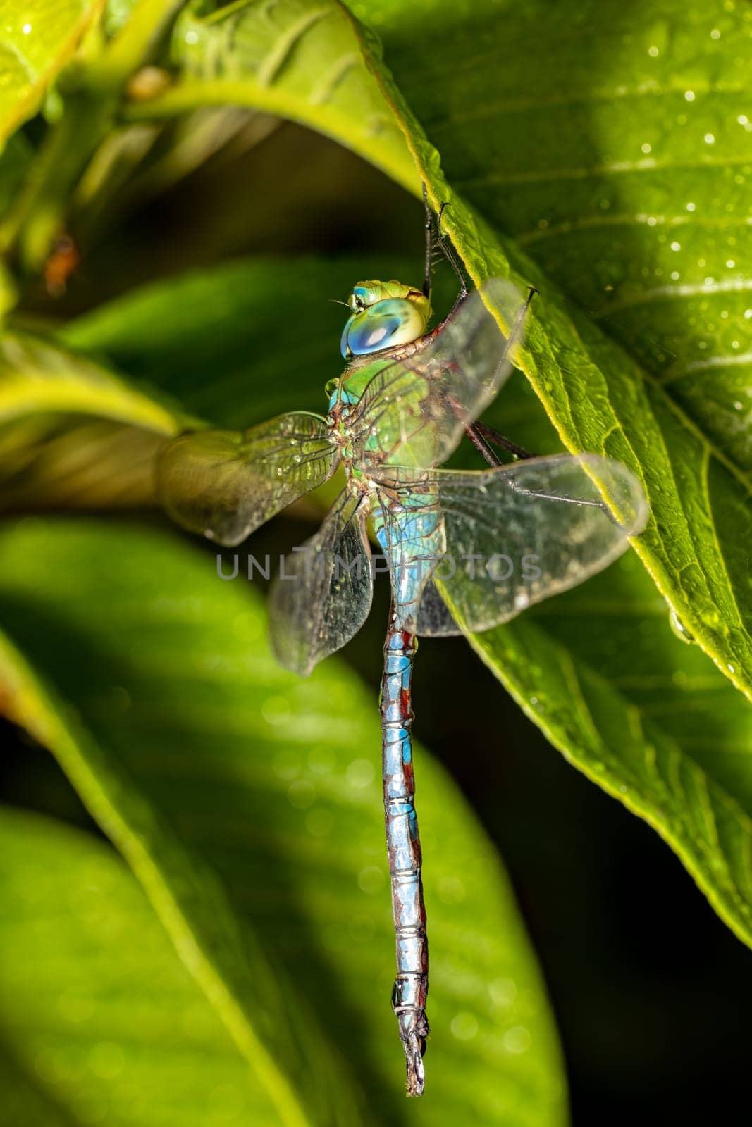 Madagascar Emperor dragonfly (Anax tumorifer) genus of dragonflies in the family Aeshnidae, Tsingy de Bemaraha, Madagascar wildlife animal