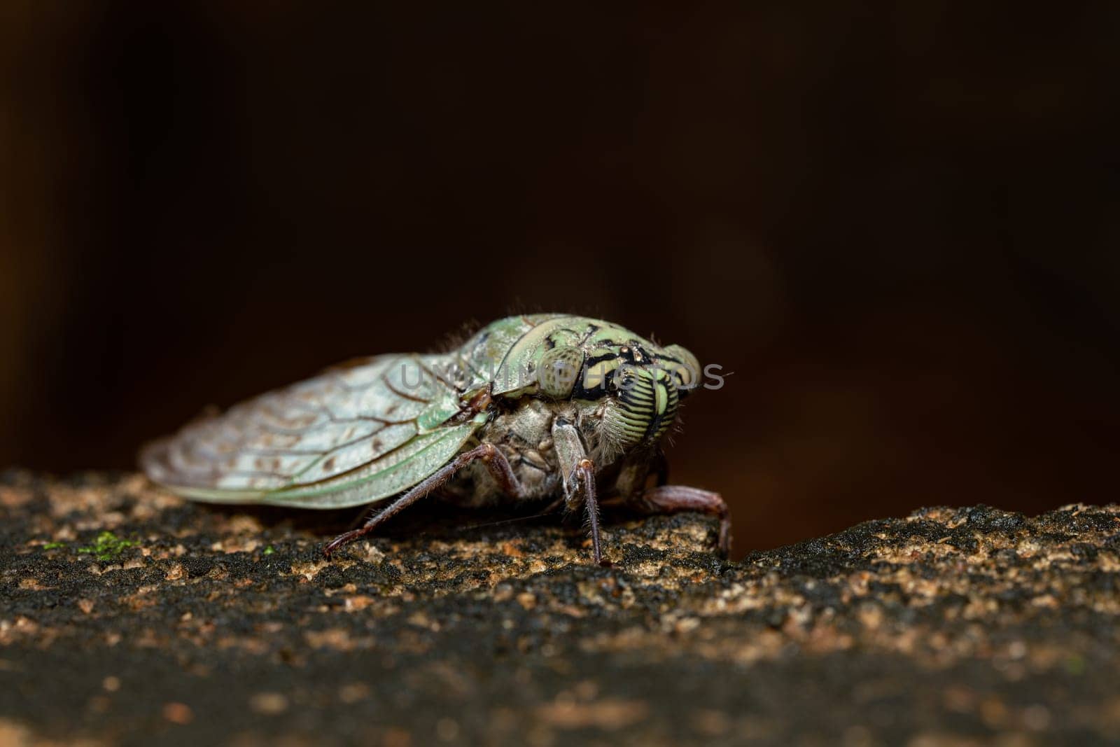 Yanga heathi, Cicada in superfamily, the Cicadoidea, insect in the order Hemiptera (true bugs) in the suborder Auchenorrhyncha,Tsingy de Bemaraha, Madagascar wildlife animal
