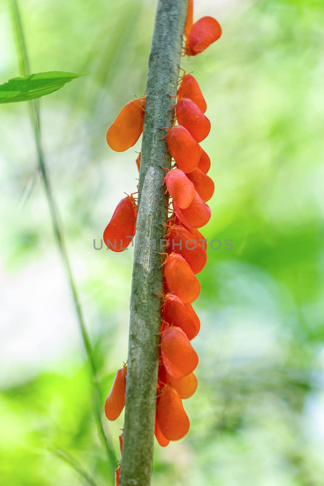 Flatida rosea, (Phromnia rosea), flower-spike bug or the flatid leaf bug, insect species of planthopper in the family Flatidae. Adults are red and flat. Isalo National Park. Madagascar wildlife animal