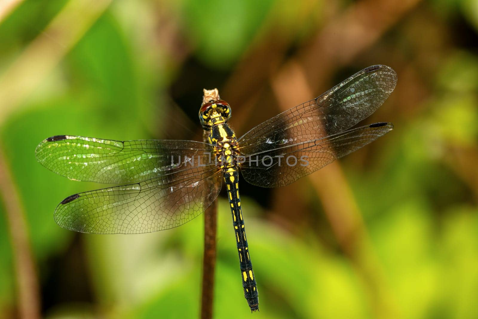 Neodythemis hildebrandti, genus of dragonfly in the family Libellulidae, flying insect belonging to the Anisoptera below the order Odonata. Ranomafana national Park, Madagascar wildlife animal