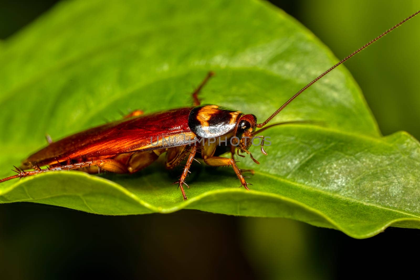 Australian cockroach (Periplaneta australasiae), common insect species of tropical cockroach. Ranomafana national Park, Madagascar wildlife animal