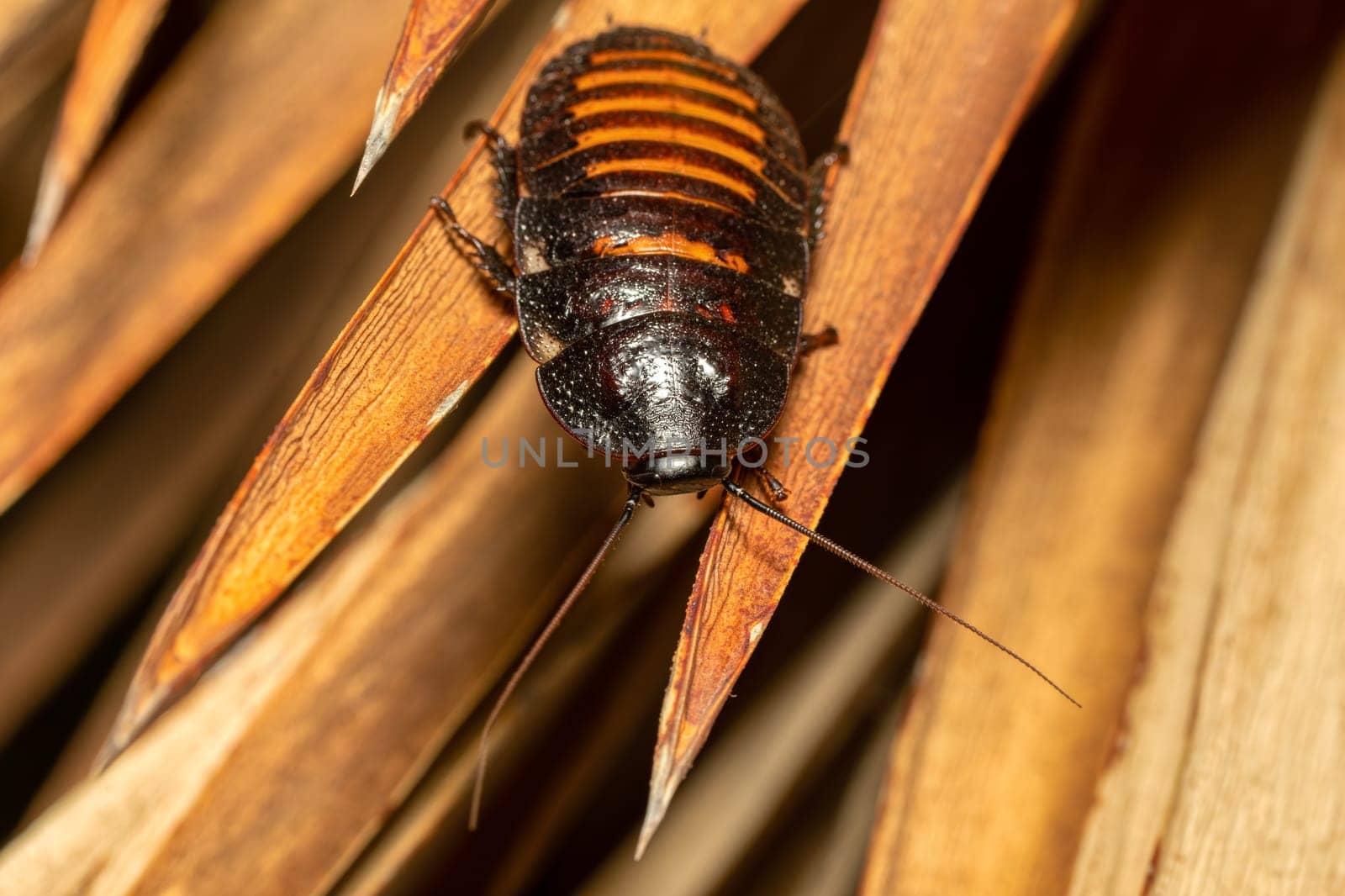 Madagascar hissing cockroach (Gromphadorhina portentosa), known as hissing cockroach or hisser, is one of the largest species of insect cockroach, Isalo National Park, Madagascar wildlife animal