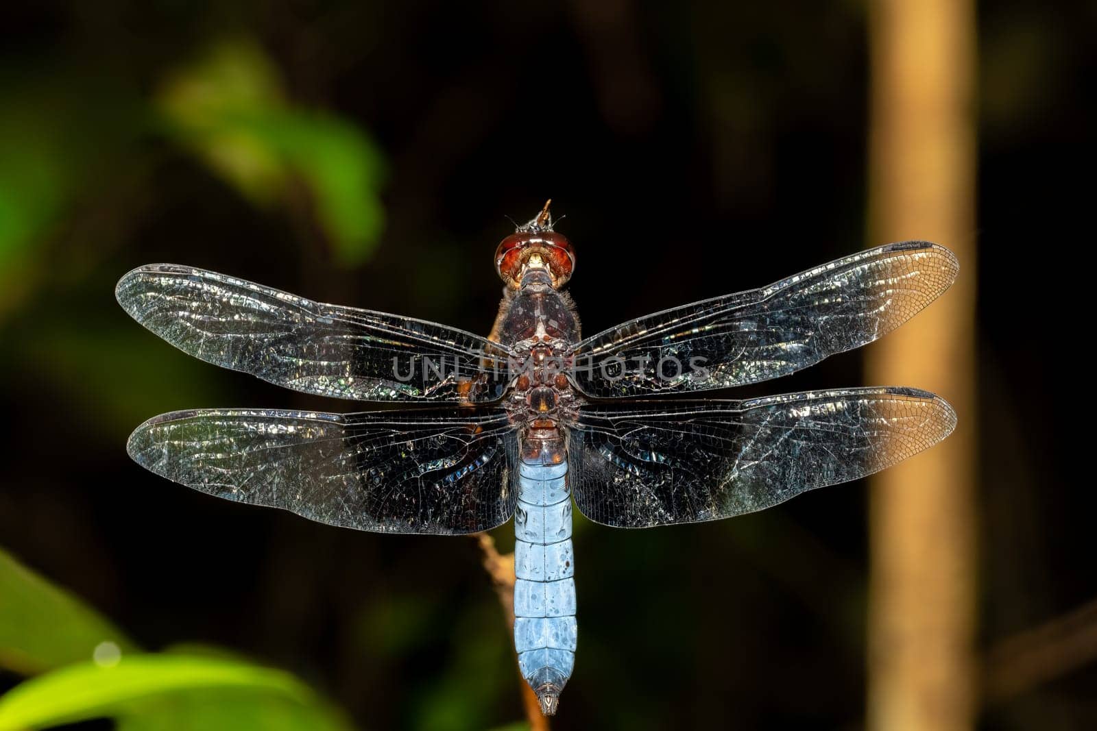 Azure Skimmer Dragonfly male (Orthetrum azureum) freshwater species, Analamazaotra National Park, Madagascar wildlife animal
