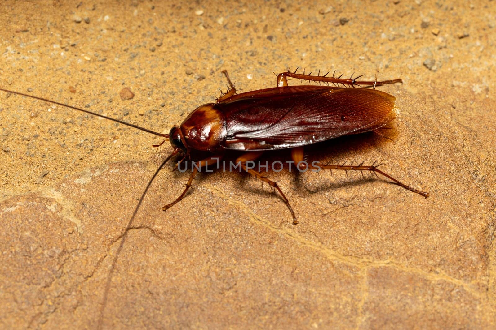 Brown cockroach (Periplaneta brunnea), insect species of cockroach in the family Blattidae, Isalo National Park, Madagascar wildlife animal