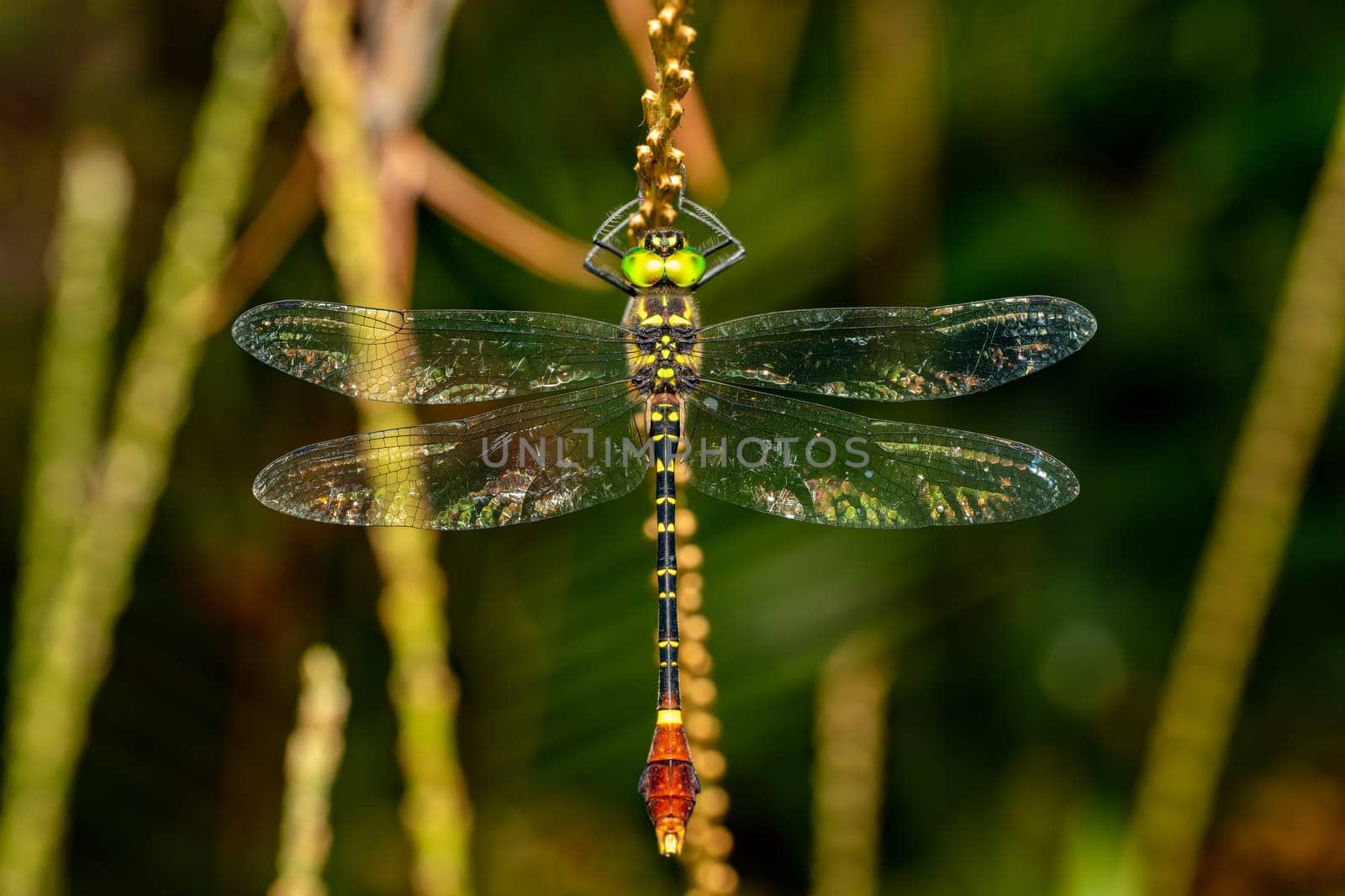 Phyllomacromia trifasciata, large genus of dragonfly in the family Macromiidae. Ranomafana national park, Madagascar wildlife animal