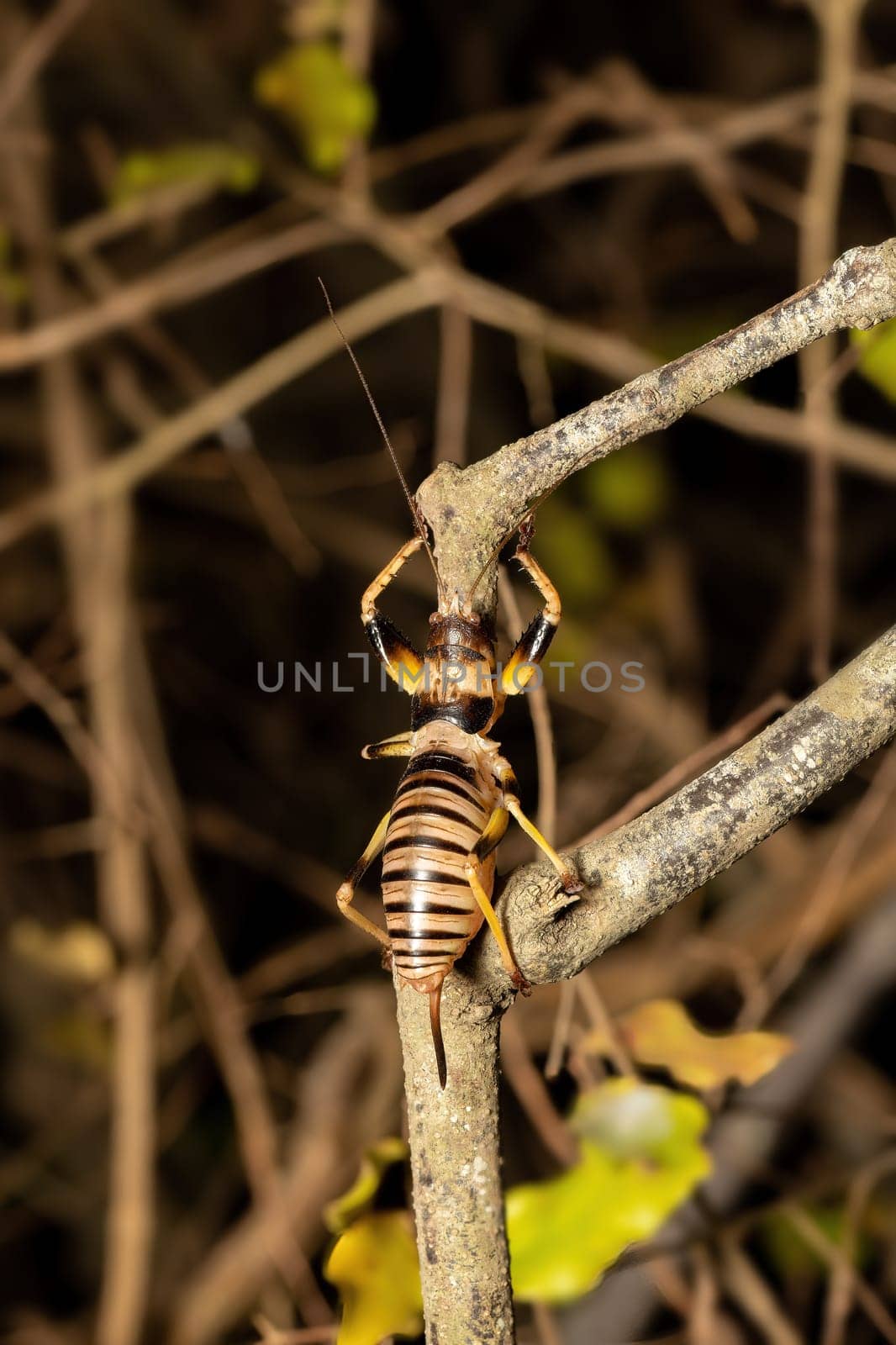Colossopus grandidieri, endemic nocturnal bush cricket. insect species, Kivalo, Madagascar wildlife animal