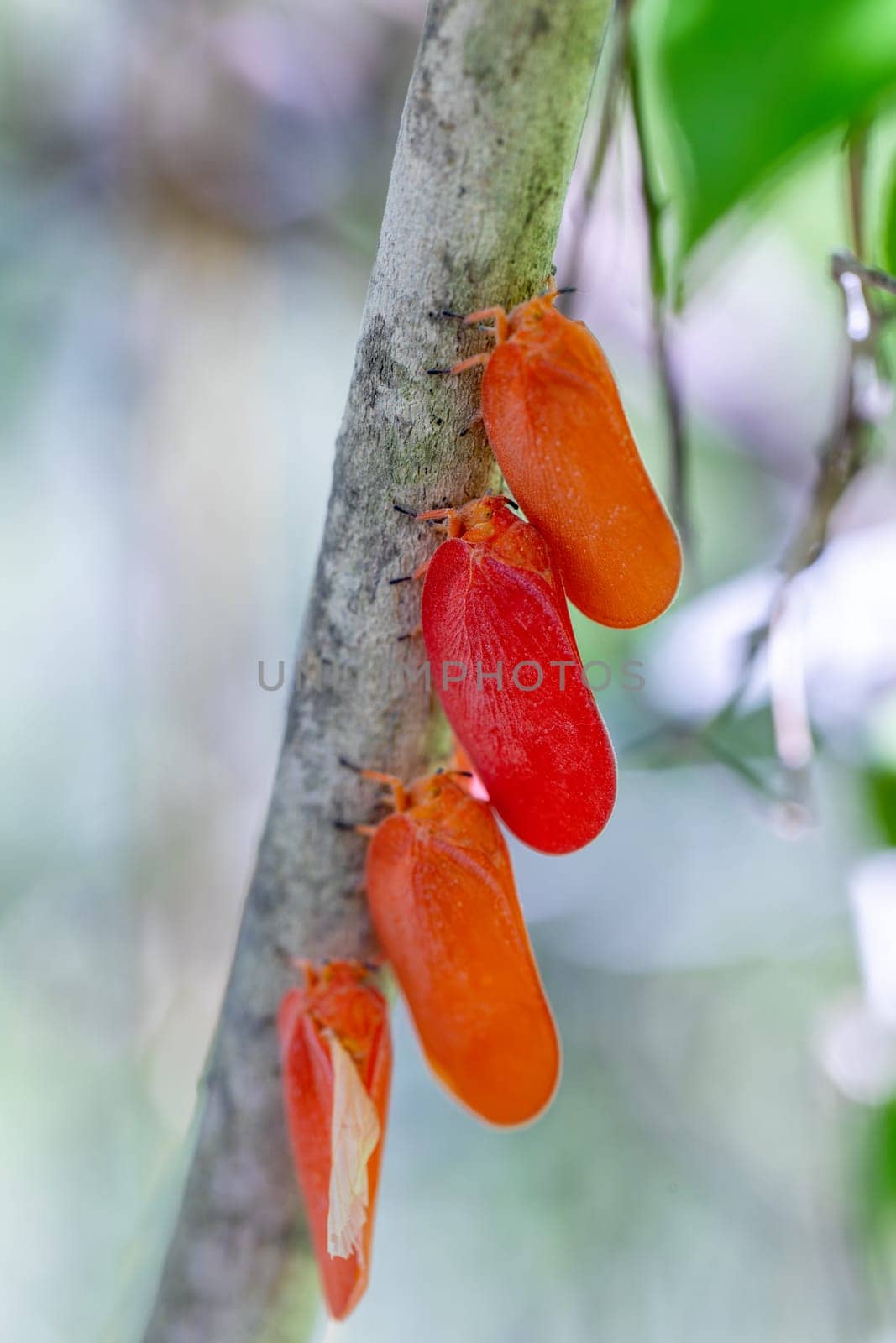 Flatida rosea, (Phromnia rosea), flower-spike bug or the flatid leaf bug, insect species of planthopper in the family Flatidae. Adults are red and flat. Isalo National Park. Madagascar wildlife animal