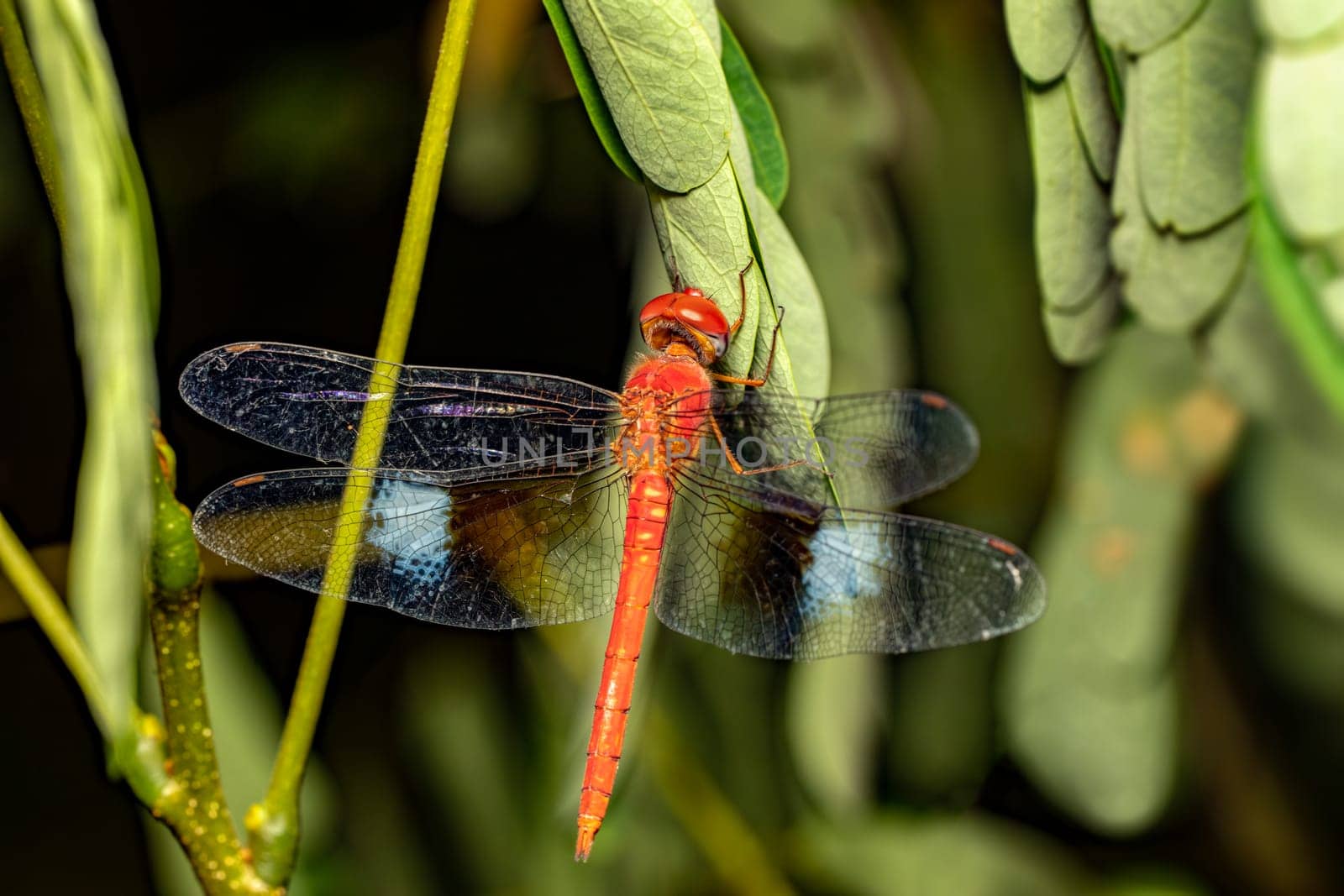 Coral-tailed cloudwing ,male (Tholymis tillarga), species of dragonfly in the family Libellulidae. Miandrivazo, Madagascar wildlife animal