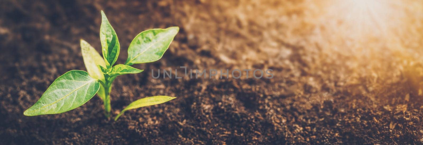 Young pepper sprout in the morning light in black soil. Concept of gardening and farming.
