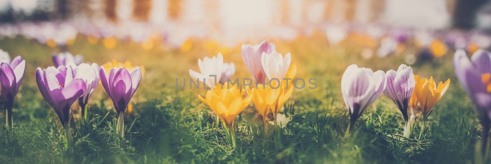 Closeup panoramic view of the spring flowers in the park. Crocus blossom on beautiful morning with sunlight in the forest in april