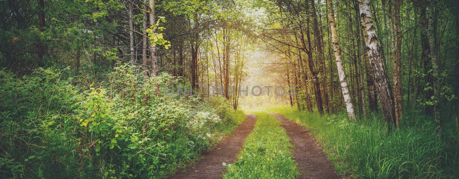 Country road in wild beautiful green forest. Woodland landscape in nature. Travel and hiking concept. Trees with young leaves in the parkland.