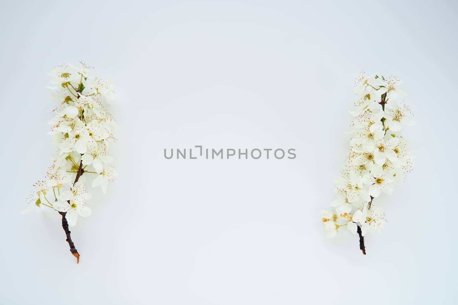 Bird cherry, cherry or sweet cherry flowers on a white background. Copy space for text. Spring flowers on a plain white sheet of paper. Two branches left and right. Free space in the middle