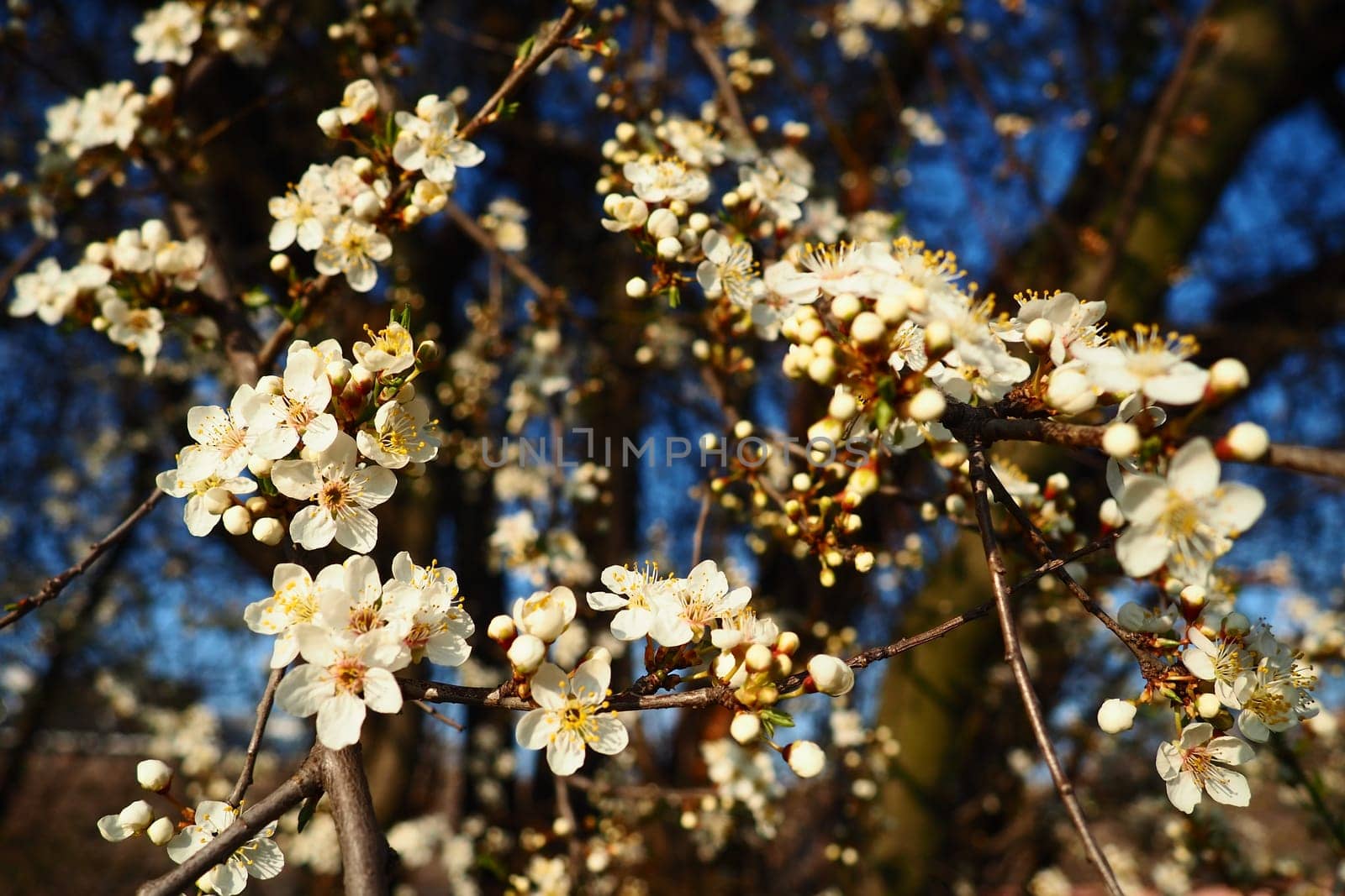 Blossoming of cherries, sweet cherries and bird cherry. Beautiful fragrant white flowers on the branches during the golden hour. Spring white flowers are collected in long thick drooping brushes.