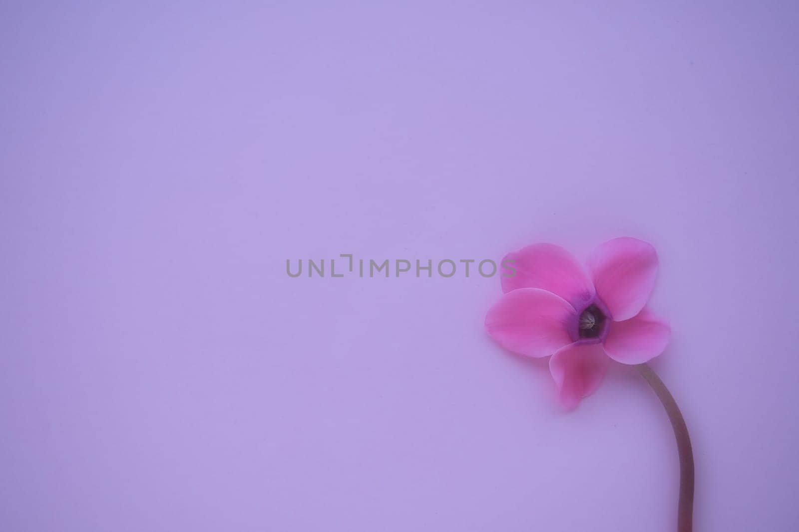 Cyclamen flower side view on pink purple background with blurred tender focus. One flower with five petals, Stem without leaves. Copy space. Foggy effect. Beautiful exquisite cyclamen flower postcard