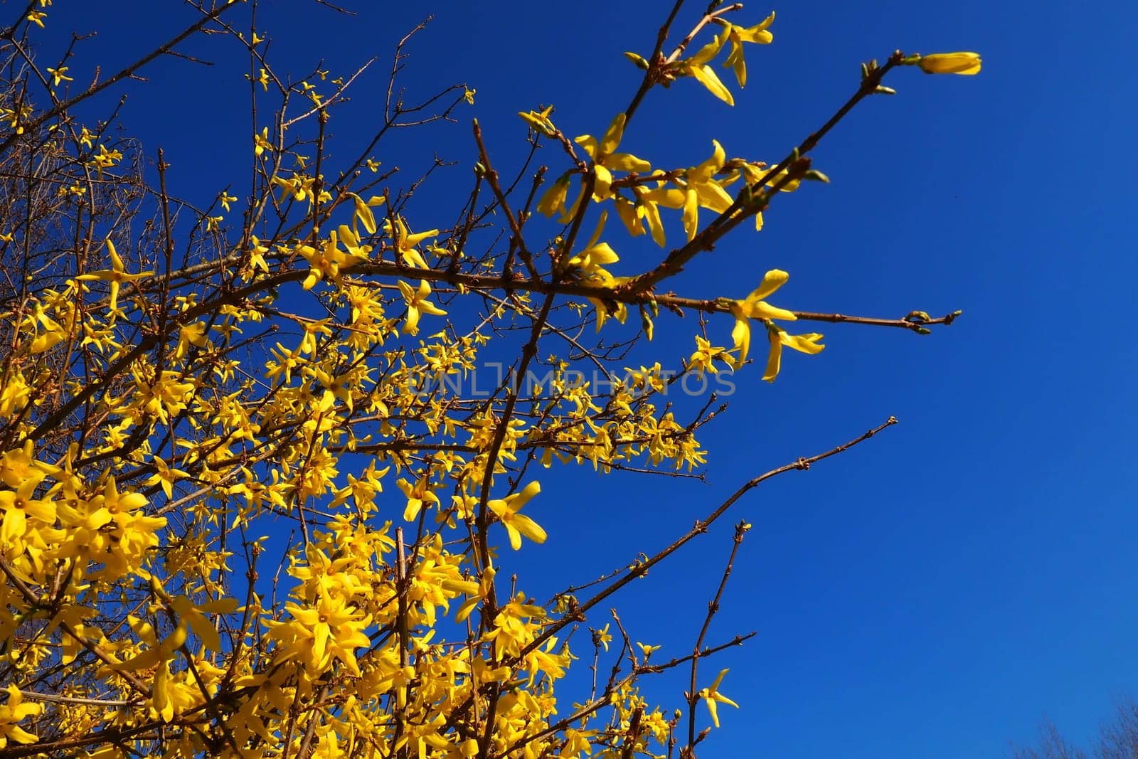 Forsythia is a genus of shrubs and small trees of the Olive family. Numerous yellow flowers on branches and shoots against a blue sky. Lamiaceae Olive family Genus Forsythia.