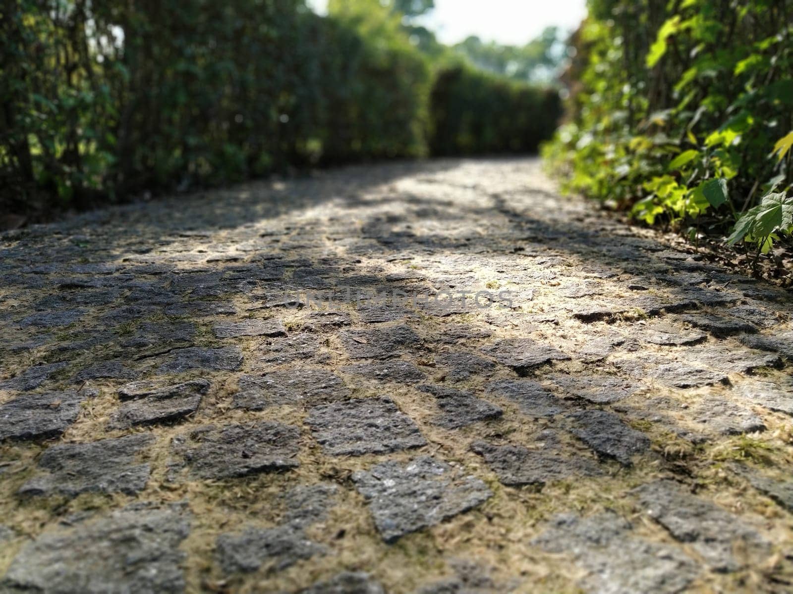 A cobblestone ground covered in dry leaves under sunlight - a cool picture for backgrounds. Old paving stones in a park covered with moss and dry grass. In the background defocused vegetation
