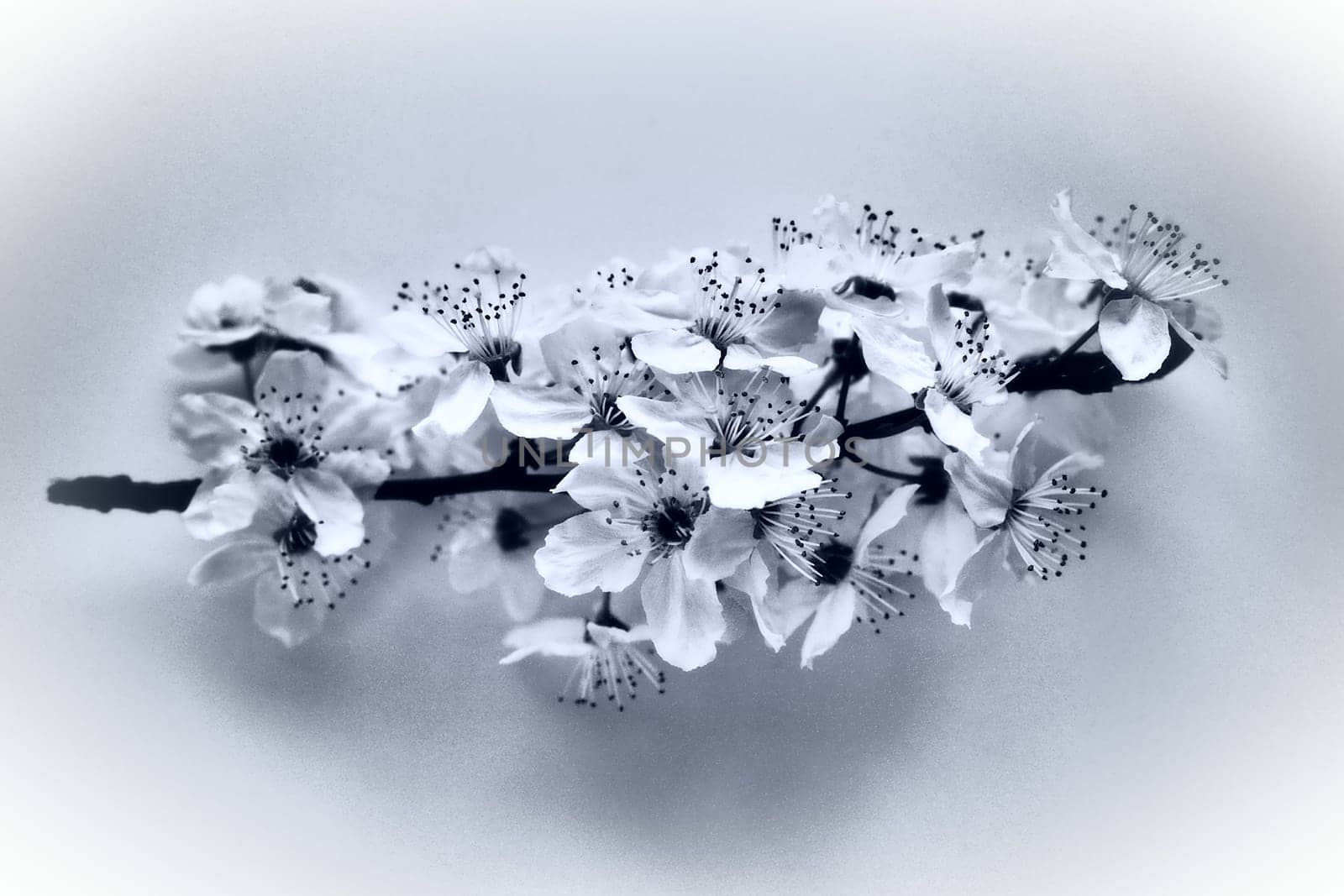 Bird cherry, cherry or sweet cherry flowers on a white background. Spring flowers on a plain white sheet of paper. One branch with many flowers. Monochrome black and white photo with white vignette.
