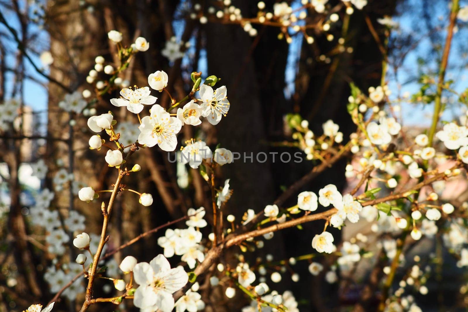Blossoming of cherries, sweet cherries and bird cherry. Beautiful fragrant white flowers on the branches during the golden hour. Spring white flowers are collected in long thick drooping brushes.