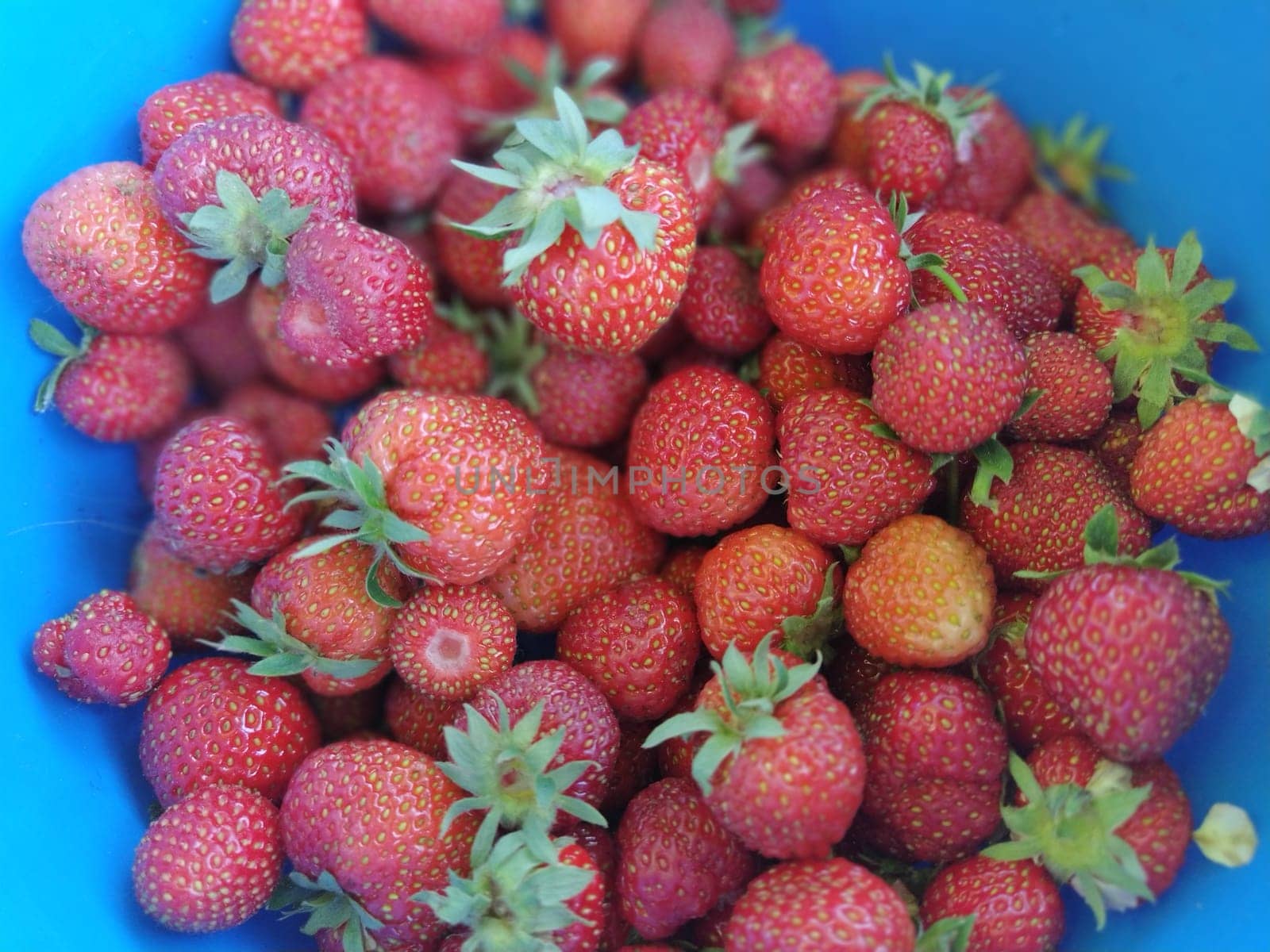 red strawberries in a blue bowl. Fresh berries from your own garden.
