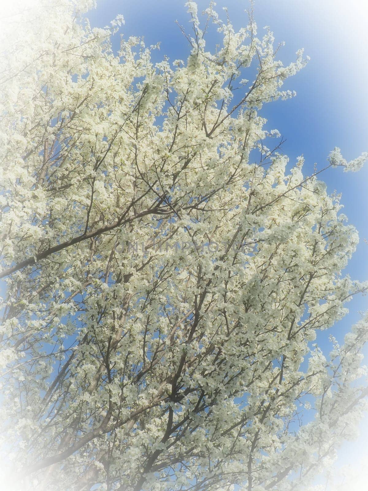 Blossoming of cherries, sweet cherries and bird cherry. Numerous beautiful fragrant white flowers on the tree. Spring flowers are collected in drooping brushes. Blurred foggy focus. White vignetting