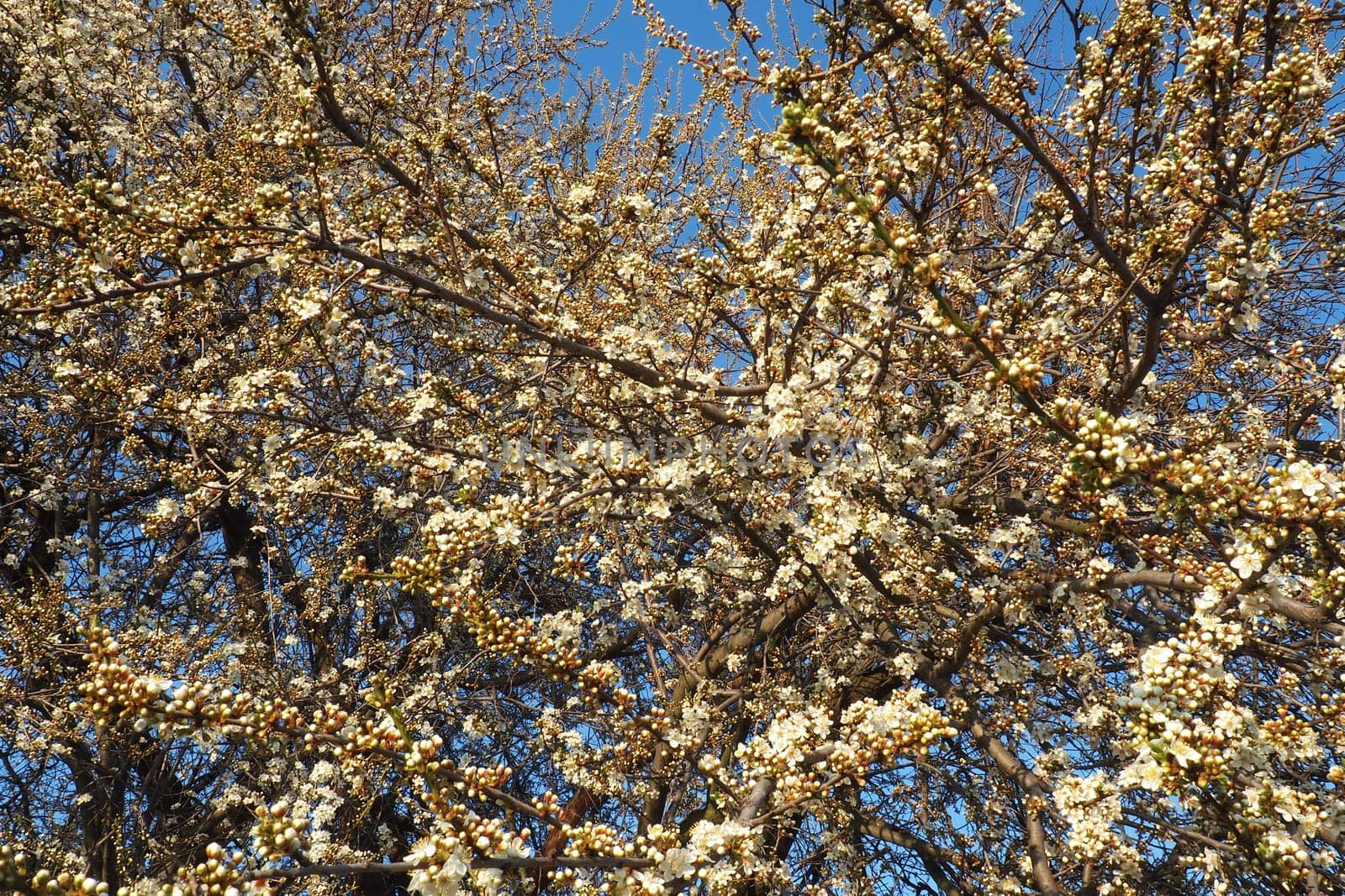 Blossoming of cherries, sweet cherries and bird cherry. Numerous beautiful fragrant white flowers on the tree. Spring white flowers are collected in long thick drooping brushes.