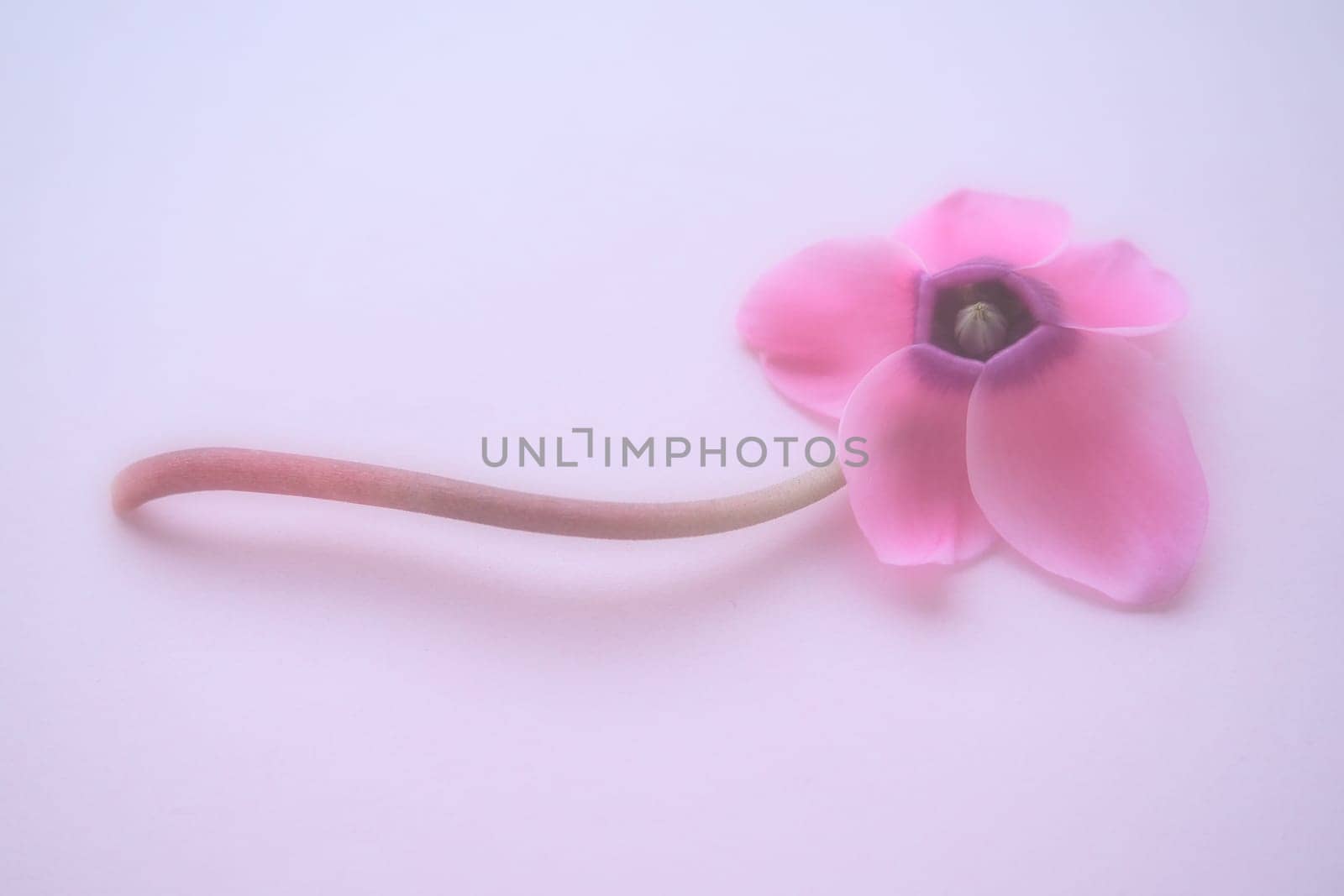 Cyclamen flower side view on pink purple background with blurred tender focus. One flower with five petals, Stem without leaves. Copy space. Foggy effect. Beautiful exquisite cyclamen flower postcard