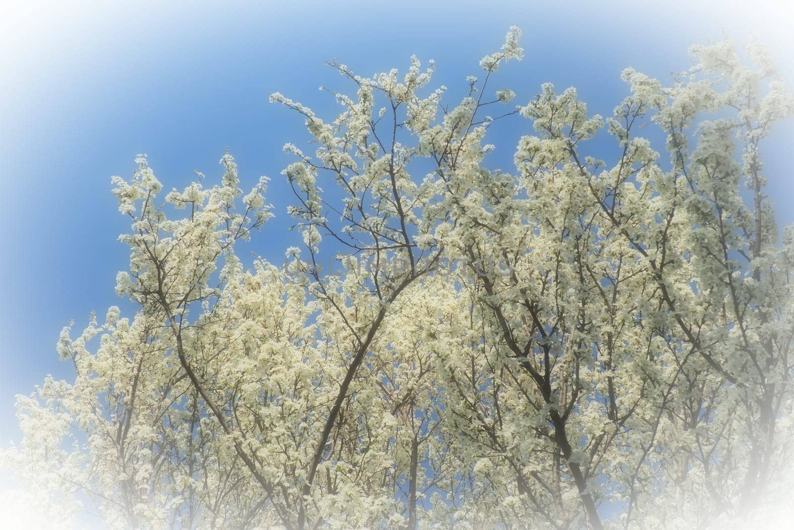 Blossoming of cherries, sweet cherries and bird cherry. Numerous beautiful fragrant white flowers on the tree. Spring flowers are collected in drooping brushes. Blurred foggy focus. White vignetting
