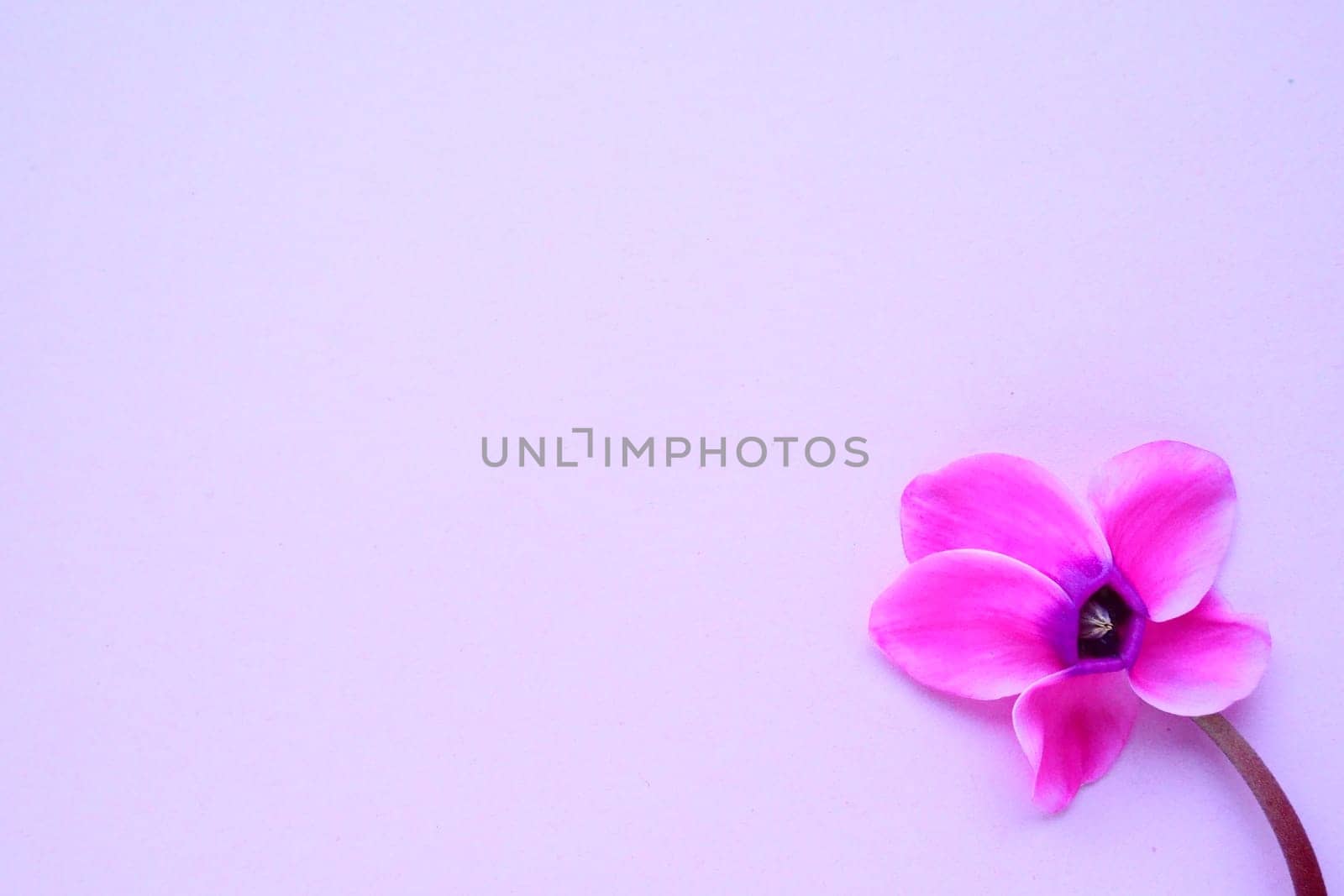 Cyclamen flower side view on pink purple background with blurred tender focus. One flower with five petals, Stem without leaves. Copy space. Foggy effect. Beautiful exquisite cyclamen flower postcard