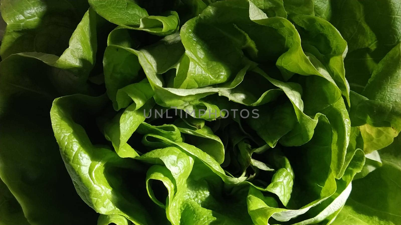 Lettuce in the sink. Green leaves are lit by the morning sun. Diet product for weight loss and proper nutrition. Vitamins and minerals. Plant for human consumption.