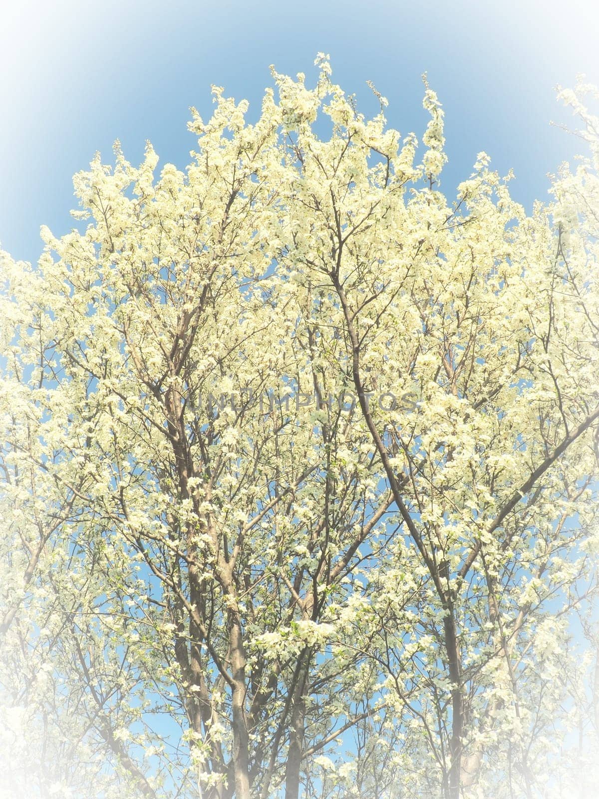 Blossoming of cherries, sweet cherries and bird cherry. Numerous beautiful fragrant white flowers on the tree. Spring flowers are collected in drooping brushes. Blurred foggy focus. White vignetting