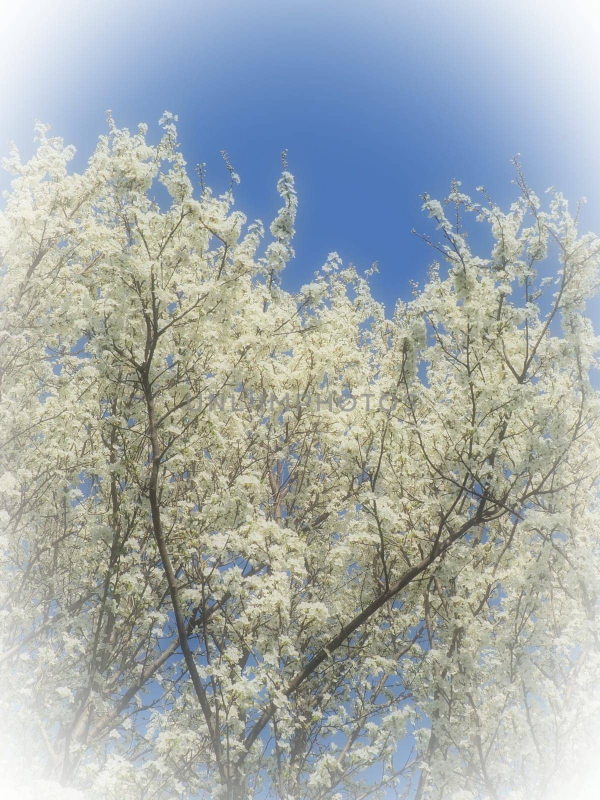 Blossoming of cherries, sweet cherries and bird cherry. Numerous beautiful fragrant white flowers on the tree. Spring flowers are collected in drooping brushes. Blurred foggy focus. White vignetting