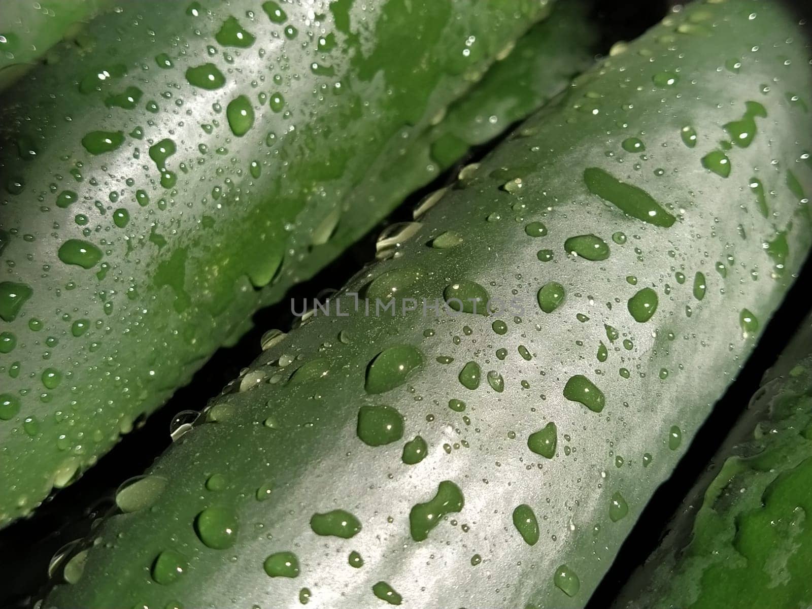 Wet Cucumbers. Thoroughly wash vegetables with water. Prevention of infectious diseases. Green vegetables close-up. Vegetarianism. Vitamins and minerals. Vegetable diet. Drops of water sparkle in sunlight.