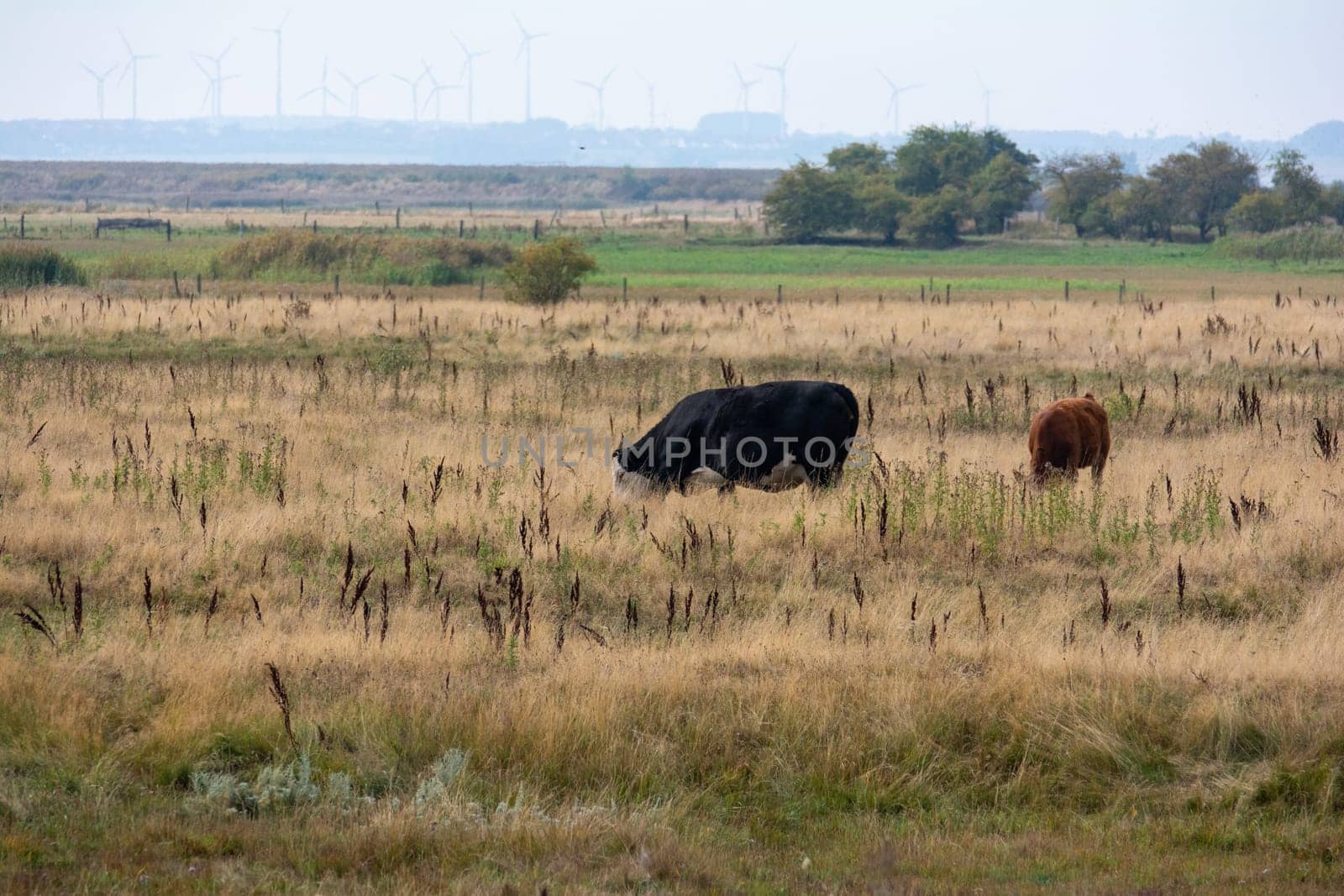 Black cow in a large green pasture