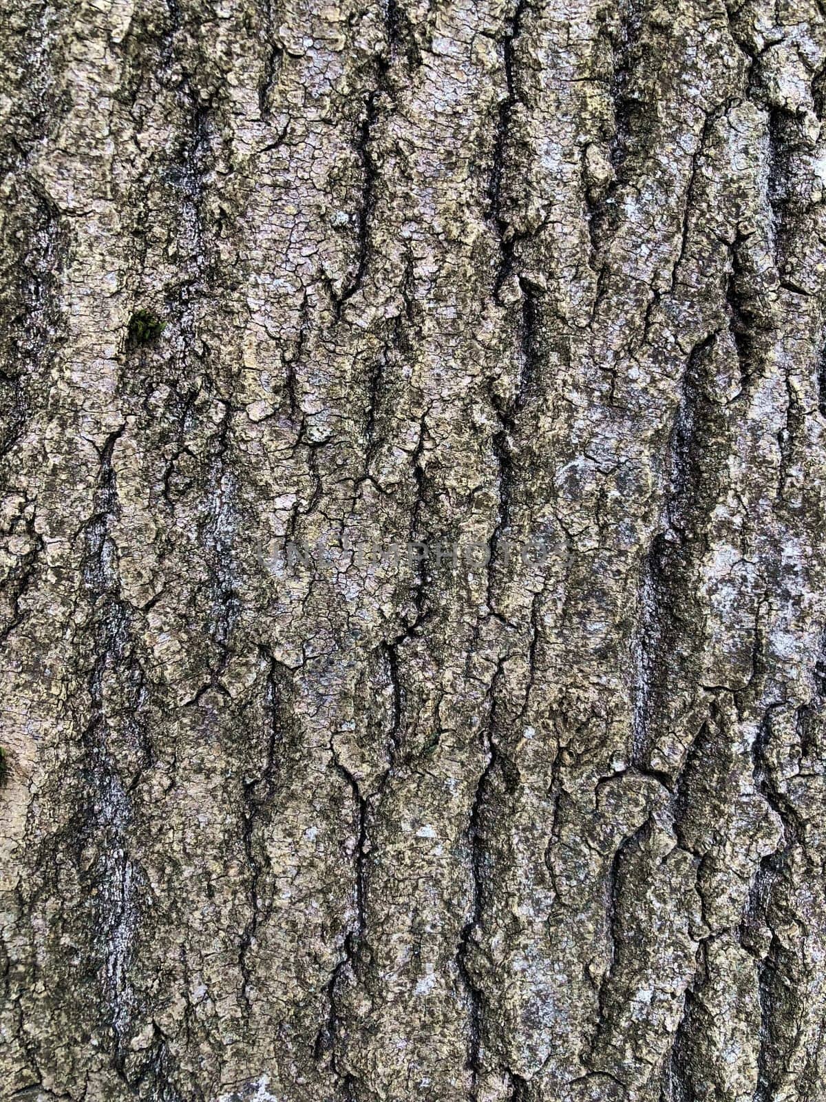 tough cracked relief tree bark, texture, abstract background