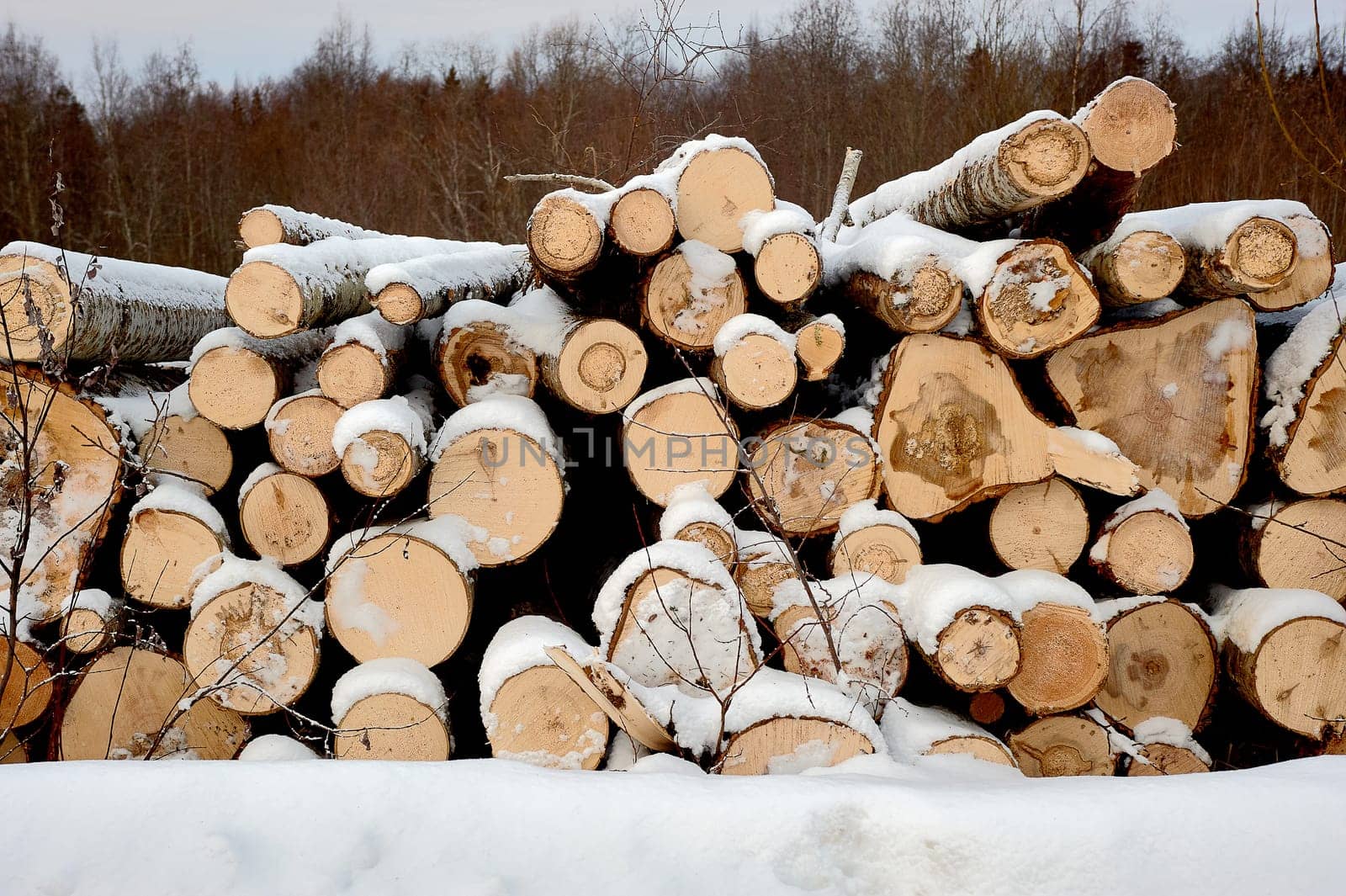 The sawn aspen is stacked under the snow. High quality photo