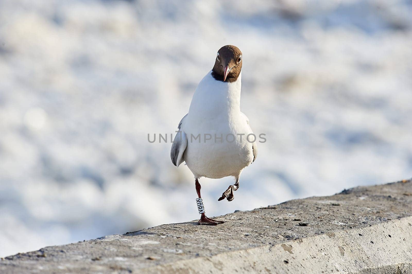 A seagull stands on a gray concrete parapet. High quality photo
