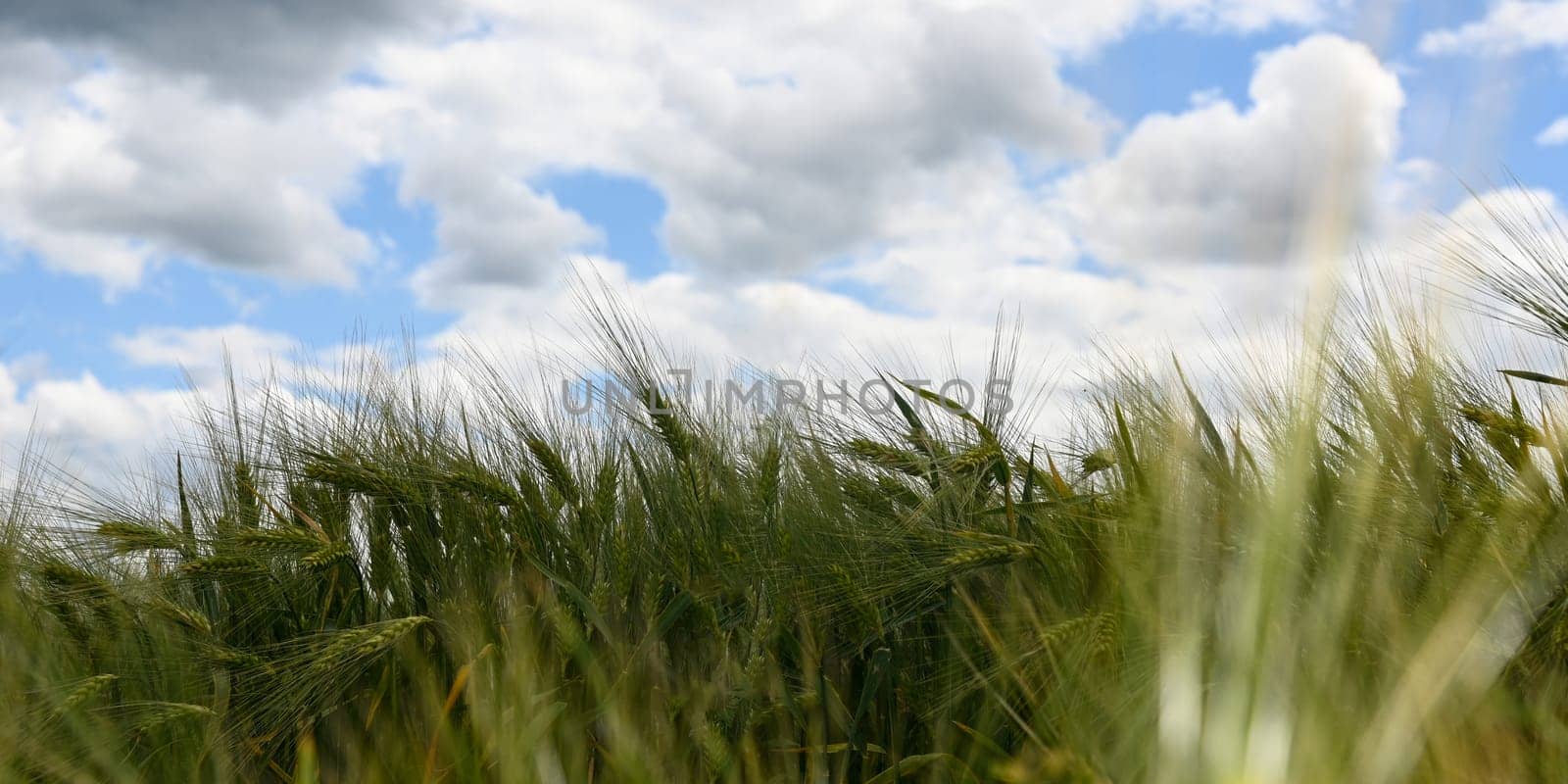 Grain field before harvest with blue sky and clouds