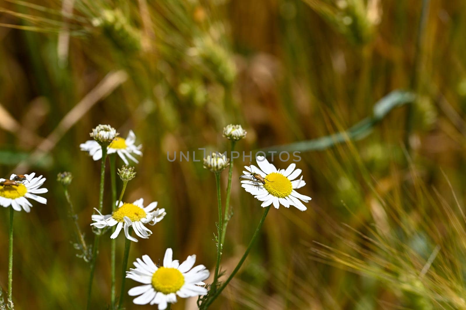 A red-necked beetle (Stictoleptura rubra) with lots of pollen on the body, on a white yellow flower in nature