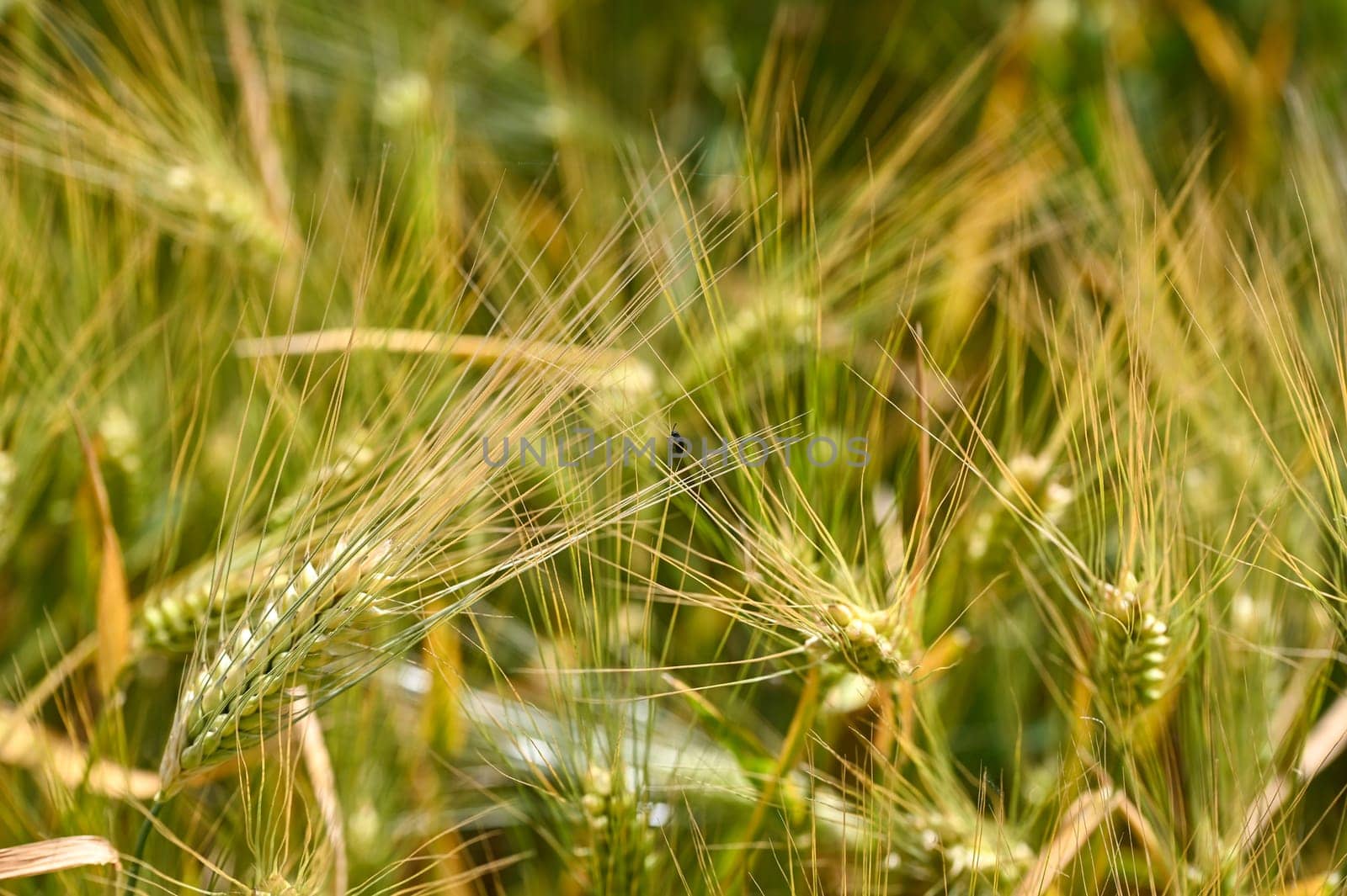 Golden grain ears in a field before harvest