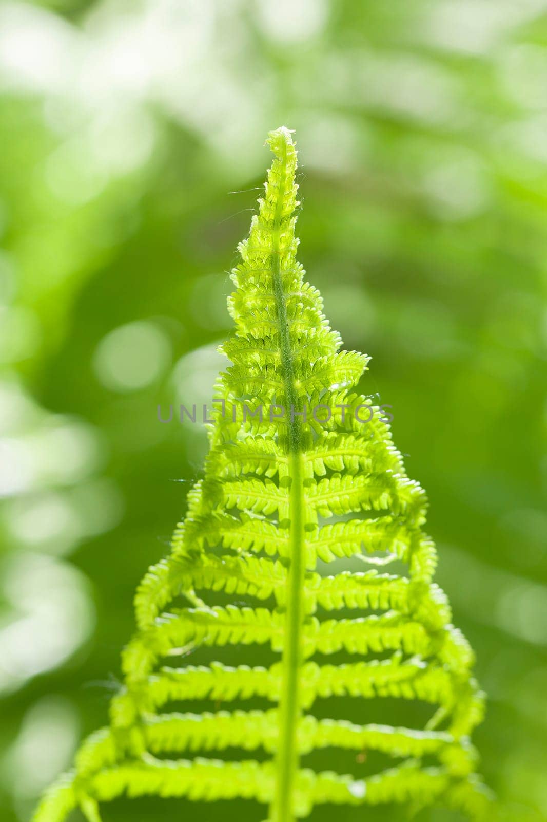 Fern - Polypodiopsida in a macro shot
