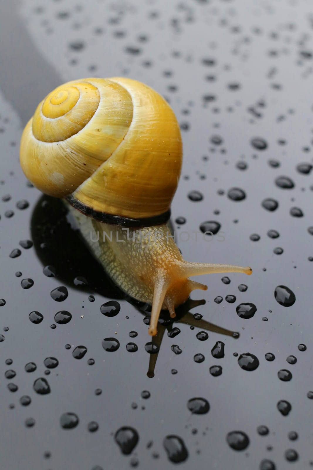 Snail after the rain on a wet surface with some water drops