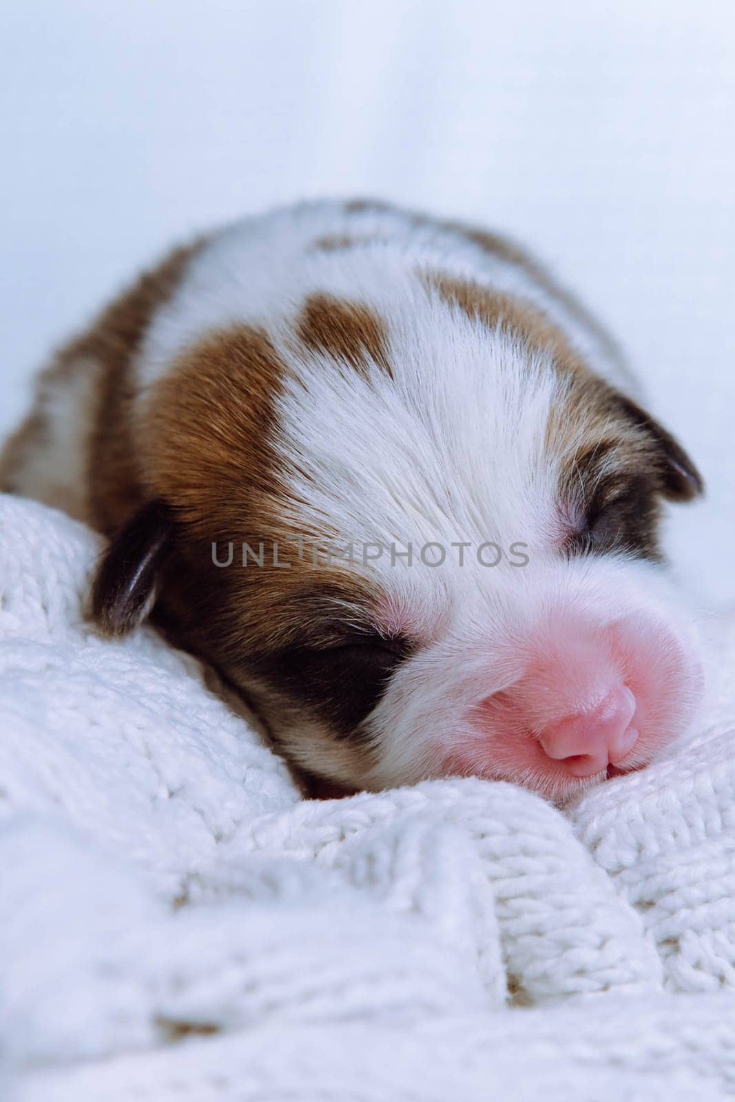 Vertical adorable sleepy, snoozing tricolored welsh corgi puppy dog lying on white soft blanket. Sweet dreams and relaxation after feeding and playing. Vet treatment and control. Copy space, close up.