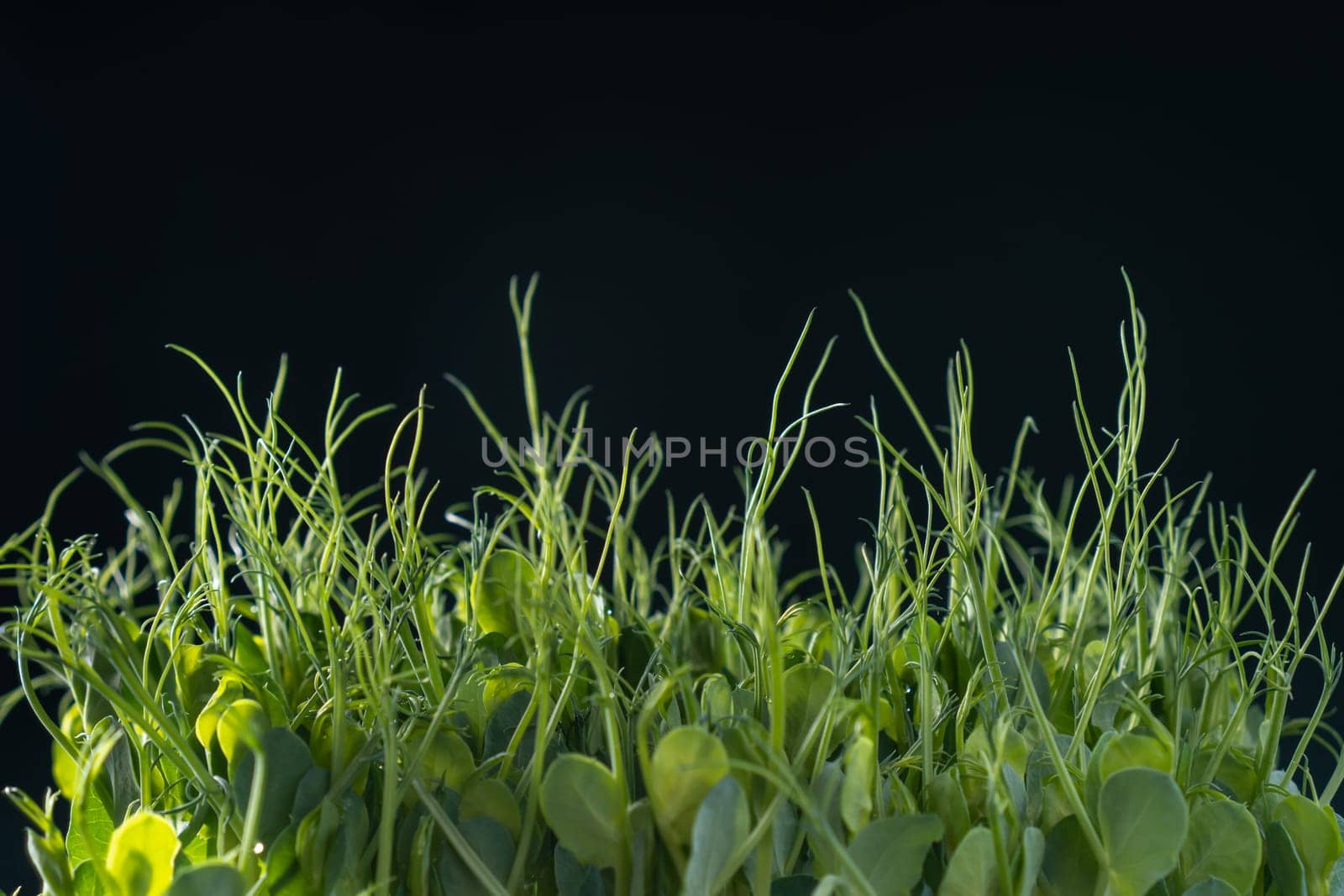 Microgreens domestic cultivation. Fresh dense microgreen sprouts on black wall closeup. Grown stems with green leaves, home seedling, favorable cultivation conditions. Vegan and organic food concept.