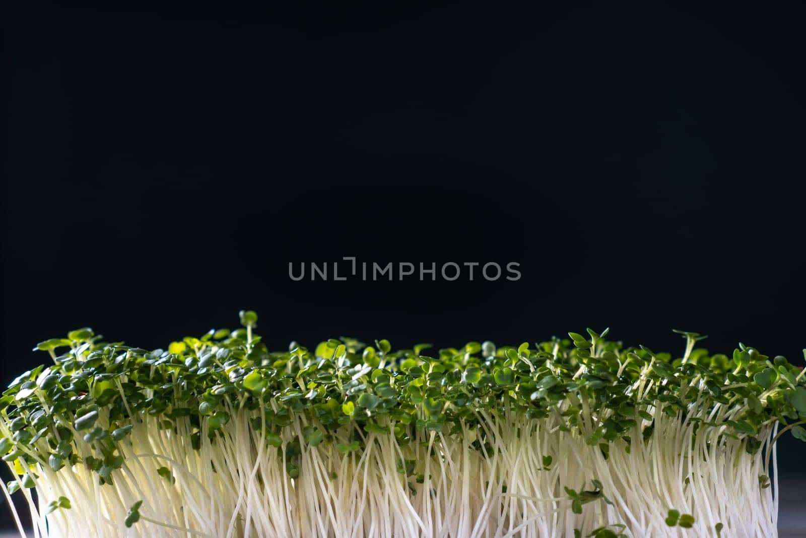 Microgreens domestic cultivation. Microgreen sprouts on black wall. Free place for text. Grown stems with green leaves, home seedling, favorable cultivation conditions. Vegan and organic food concept.