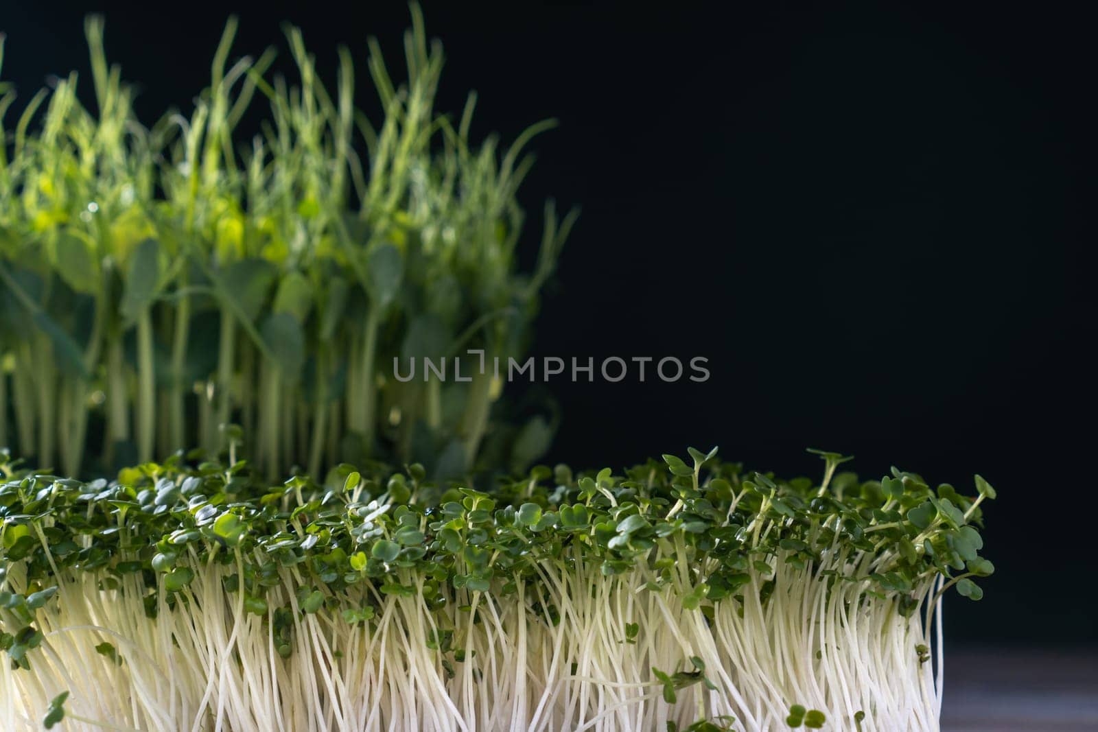 Different microgreens varieties domestic cultivation. Two types of microgreen sprouts on black wall, selective focus. Grown stems with green leaves, home seedling, favorable cultivation conditions.