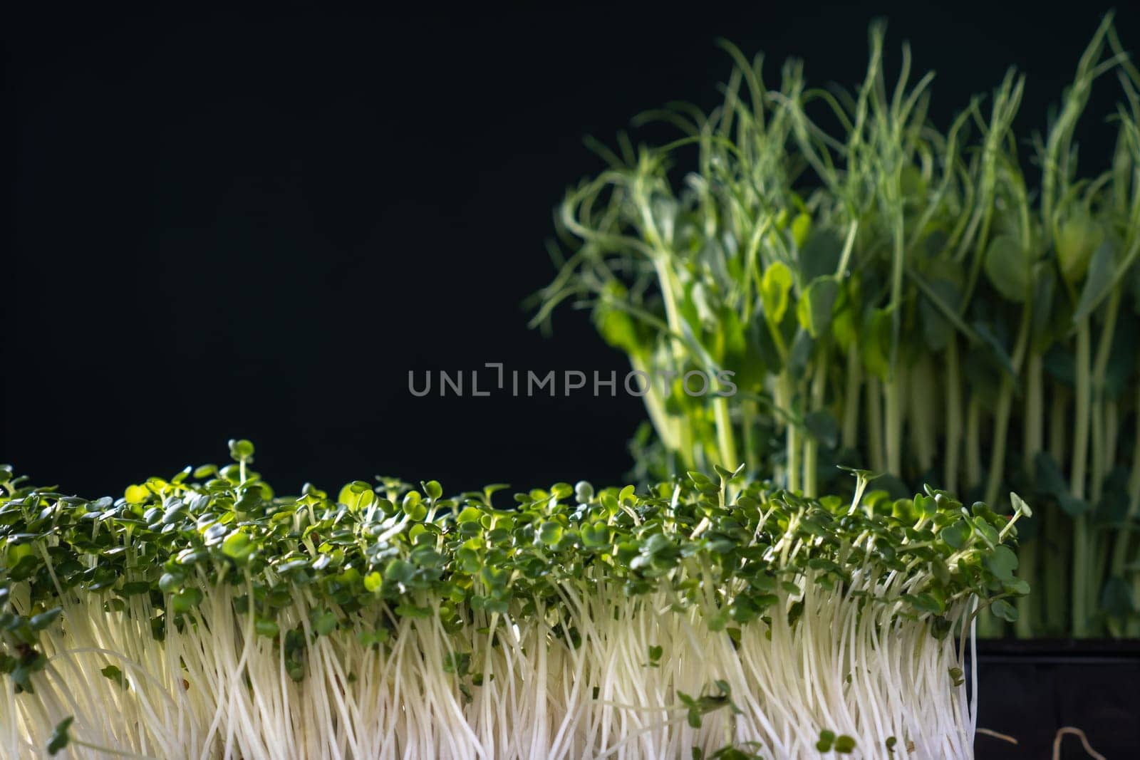 Different microgreens varieties domestic cultivation. Two types of microgreen sprouts on black wall, selective focus. Grown stems with green leaves, home seedling, favorable cultivation conditions.