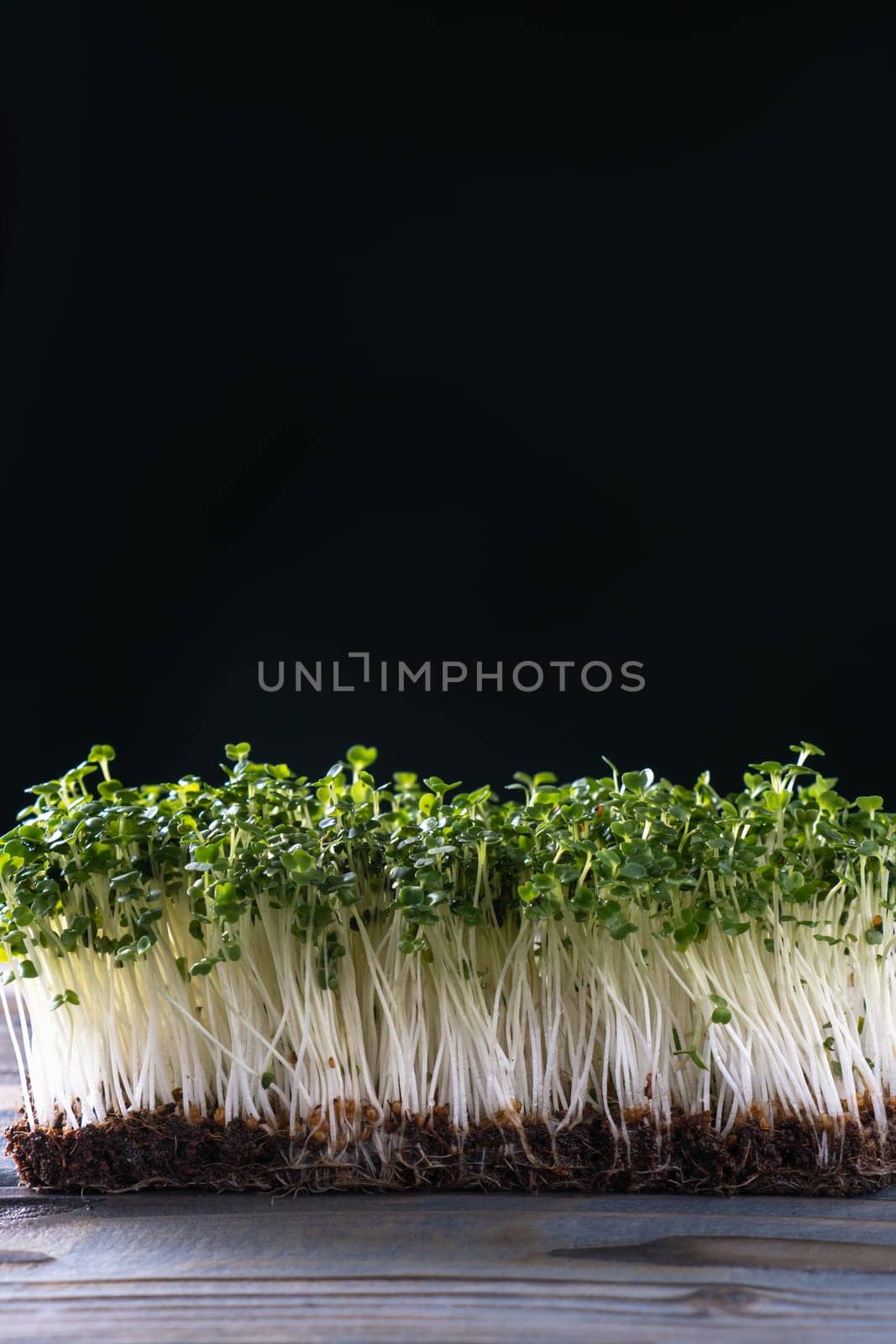 Microgreens domestic cultivation. Microgreen sprouts on black wall. Free place for text. Grown stems with green leaves, home seedling, favorable cultivation conditions. Vegan and organic food concept.