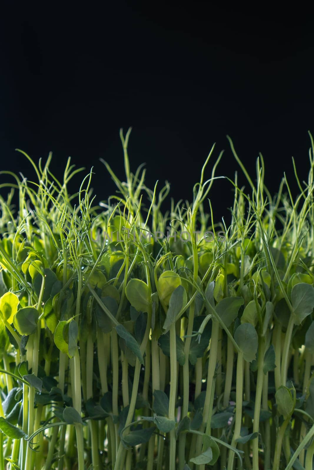 Microgreens domestic cultivation. Fresh dense microgreen sprouts on black wall closeup. Grown stems with green leaves, home seedling, favorable cultivation conditions. Vegan and organic food concept.