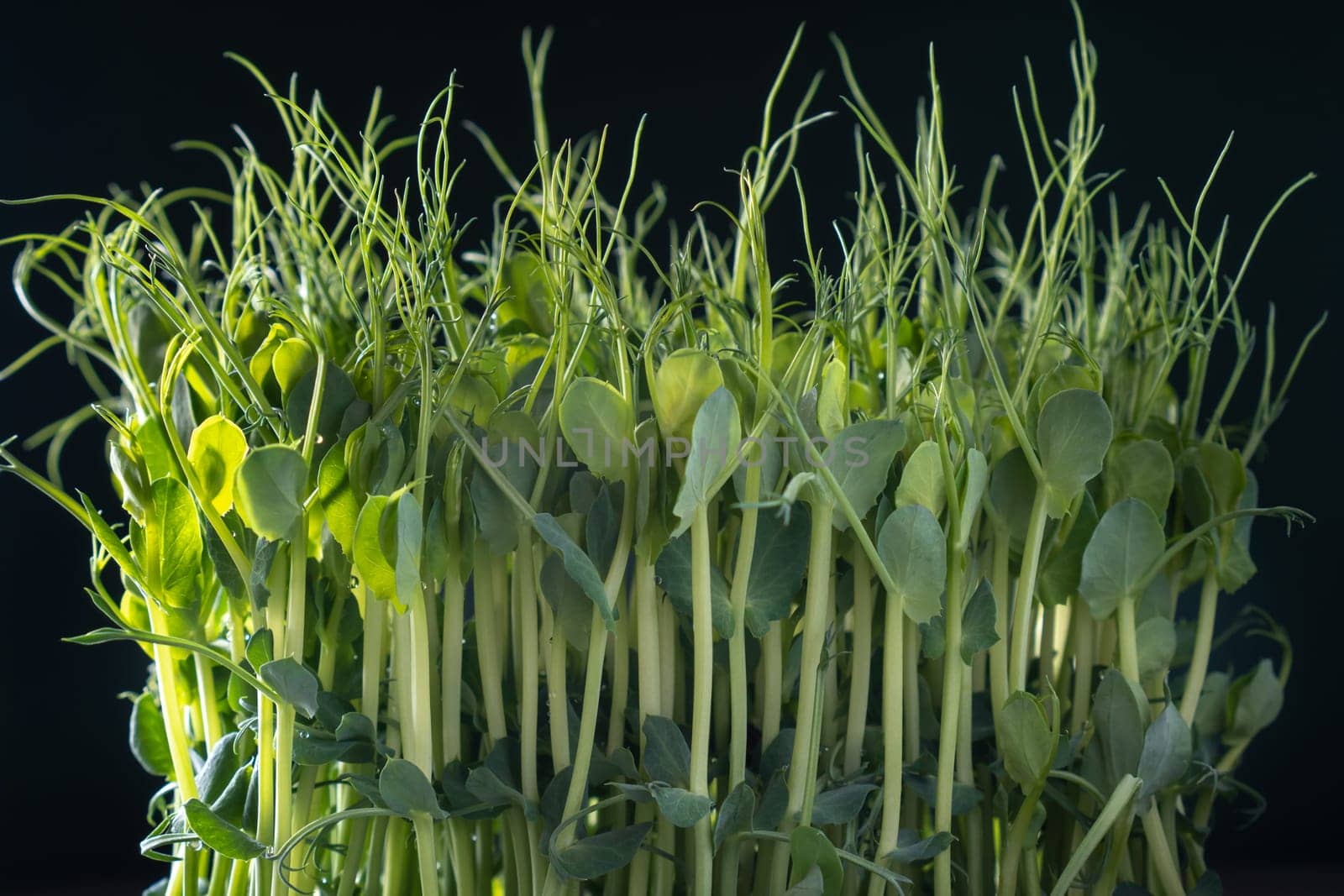 Microgreens domestic cultivation. Fresh dense microgreen sprouts on black wall closeup. Grown stems with green leaves, home seedling, favorable cultivation conditions. Vegan and organic food concept.